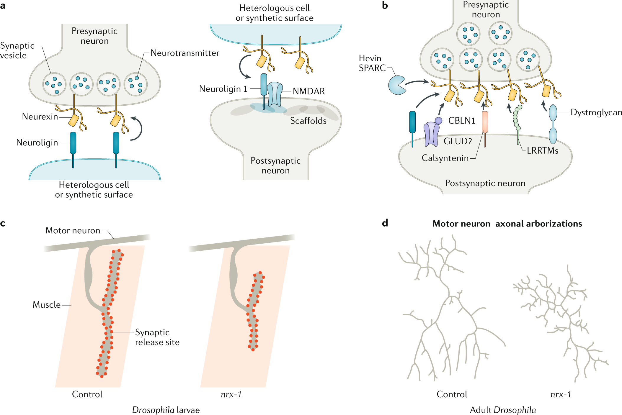 Neurexin-3 subsynaptic densities are spatially distinct from Neurexin-1 and  essential for excitatory synapse nanoscale organization in the hippocampus