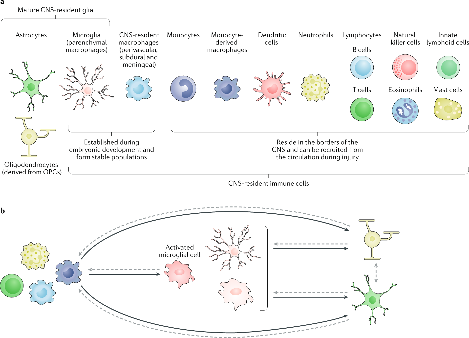 Glia, Neurobiology Journal