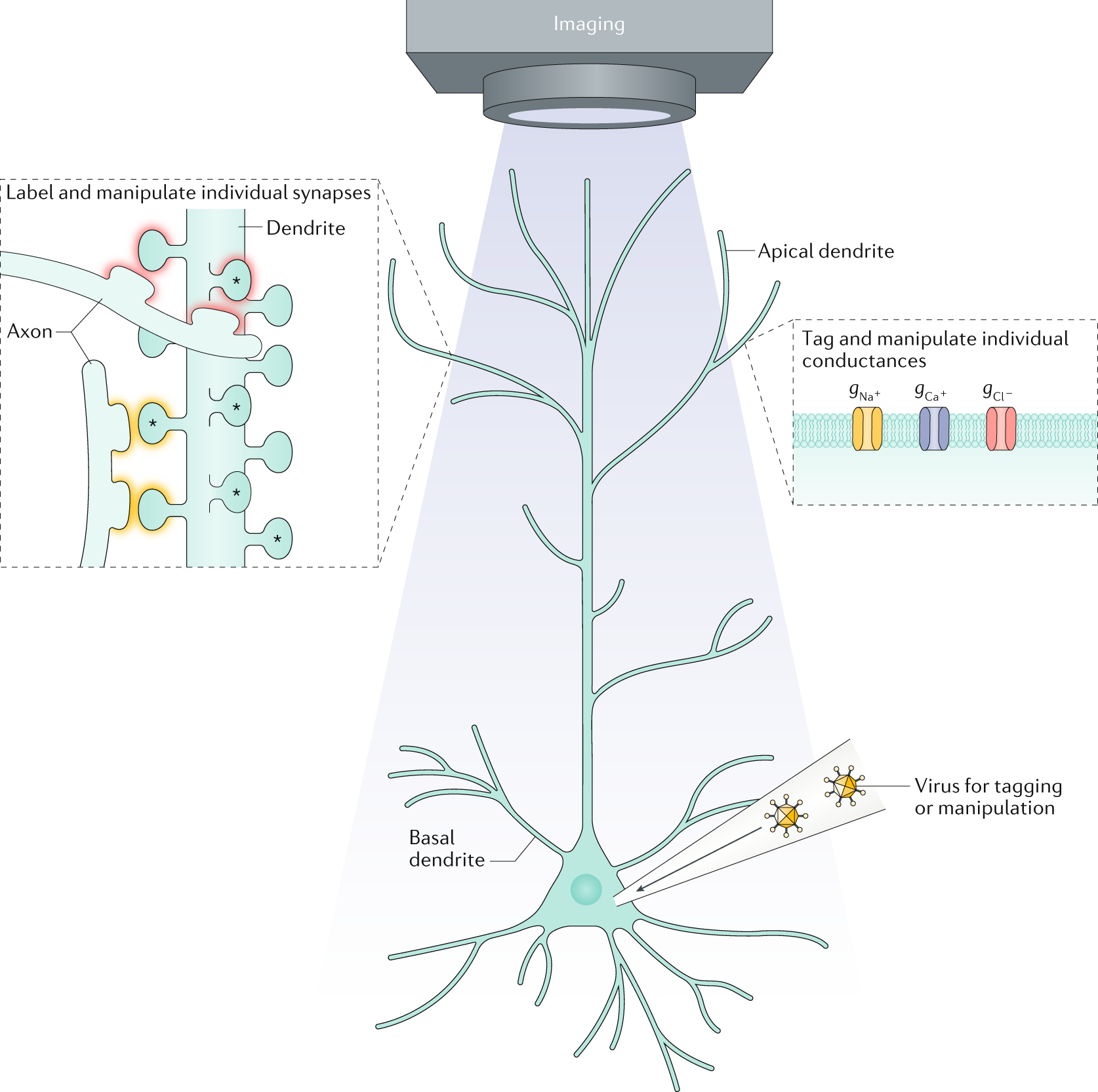 Dynamic compartmental computations in tuft dendrites of layer 5 neurons  during motor behavior