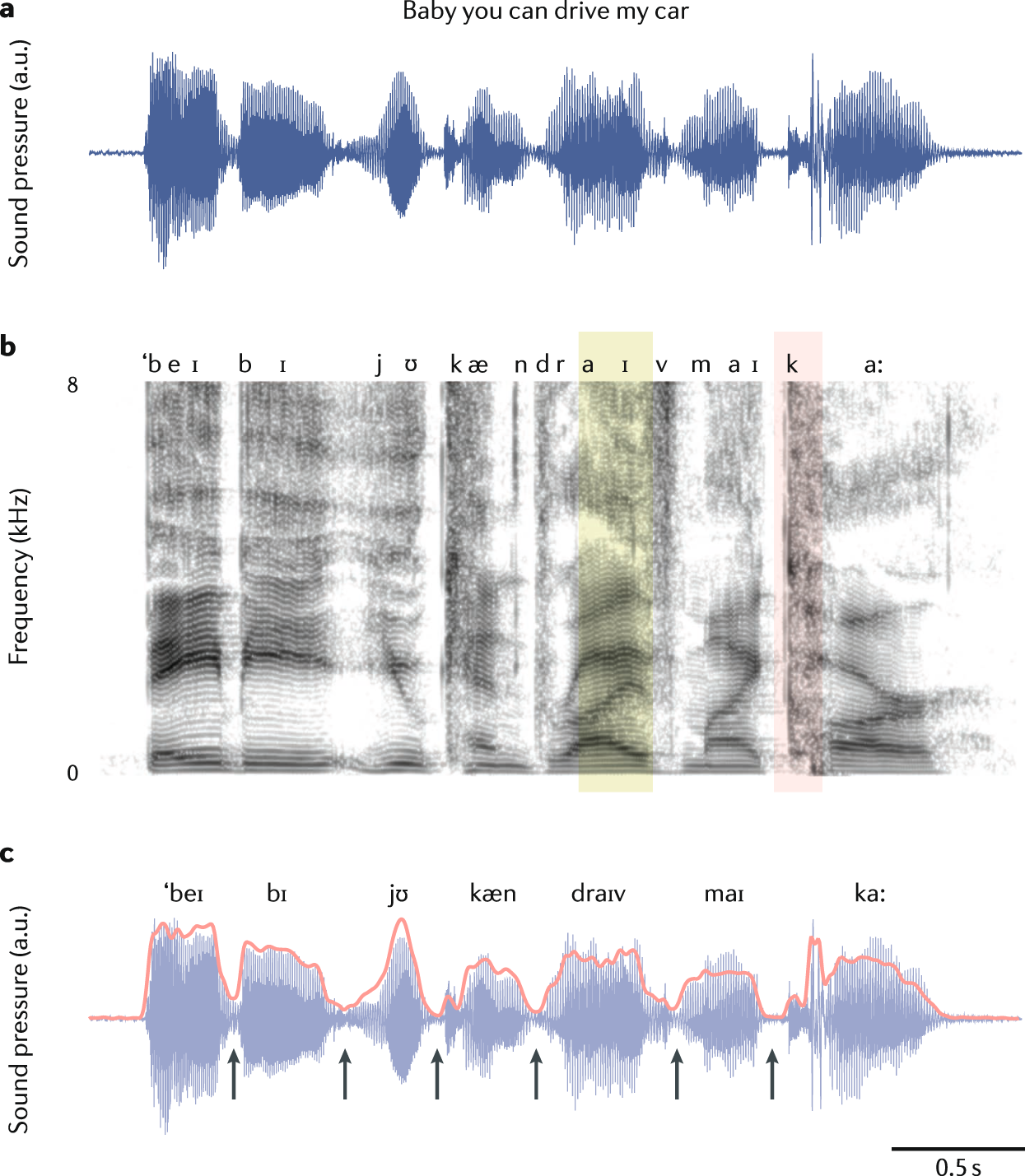 Speech Rhythms And Their Neural Foundations Nature Reviews Neuroscience