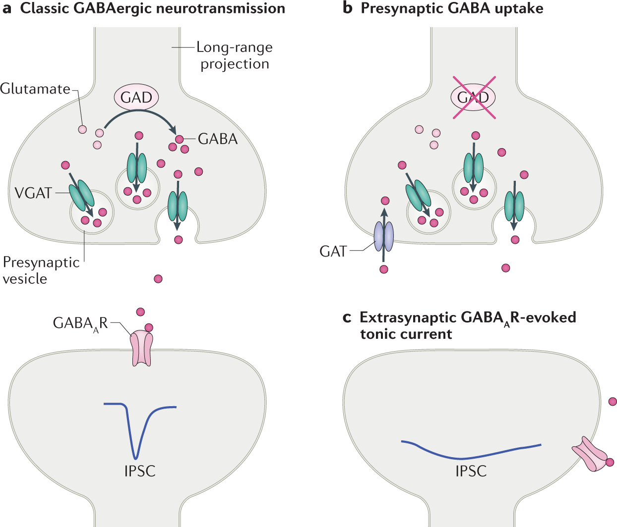 Diversity and function of corticopetal and corticofugal GABAergic  projection neurons | Nature Reviews Neuroscience