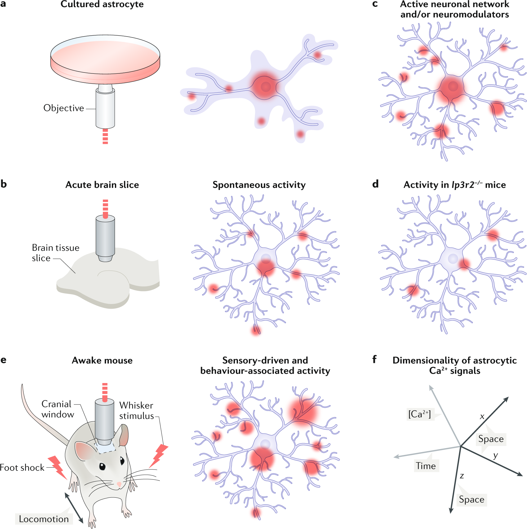 Astrocyte recruitment is augmented within the calcium wave in the VPA