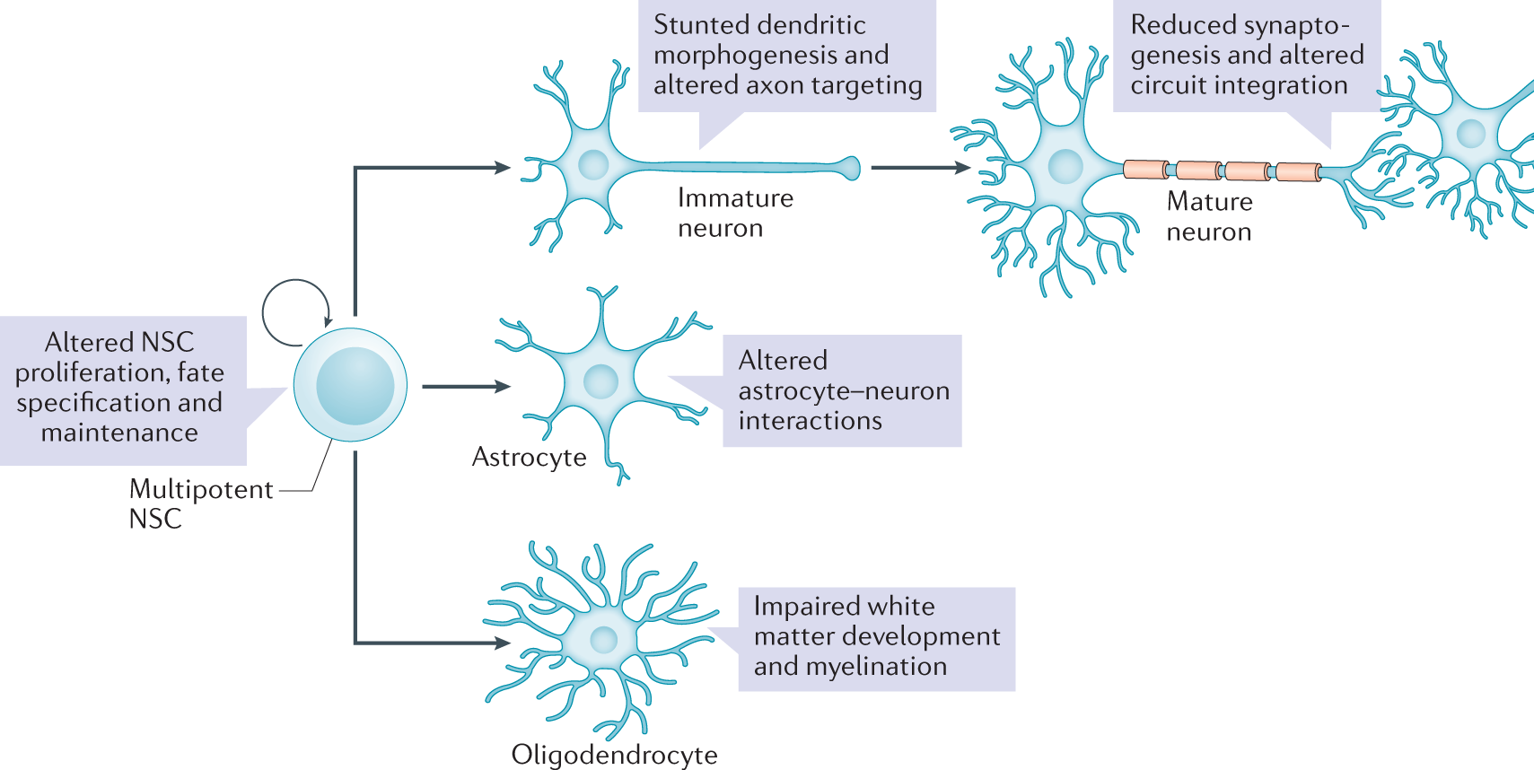 Local Protein Synthesis and Spine Morphogenesis: Fragile X Syndrome and  Beyond