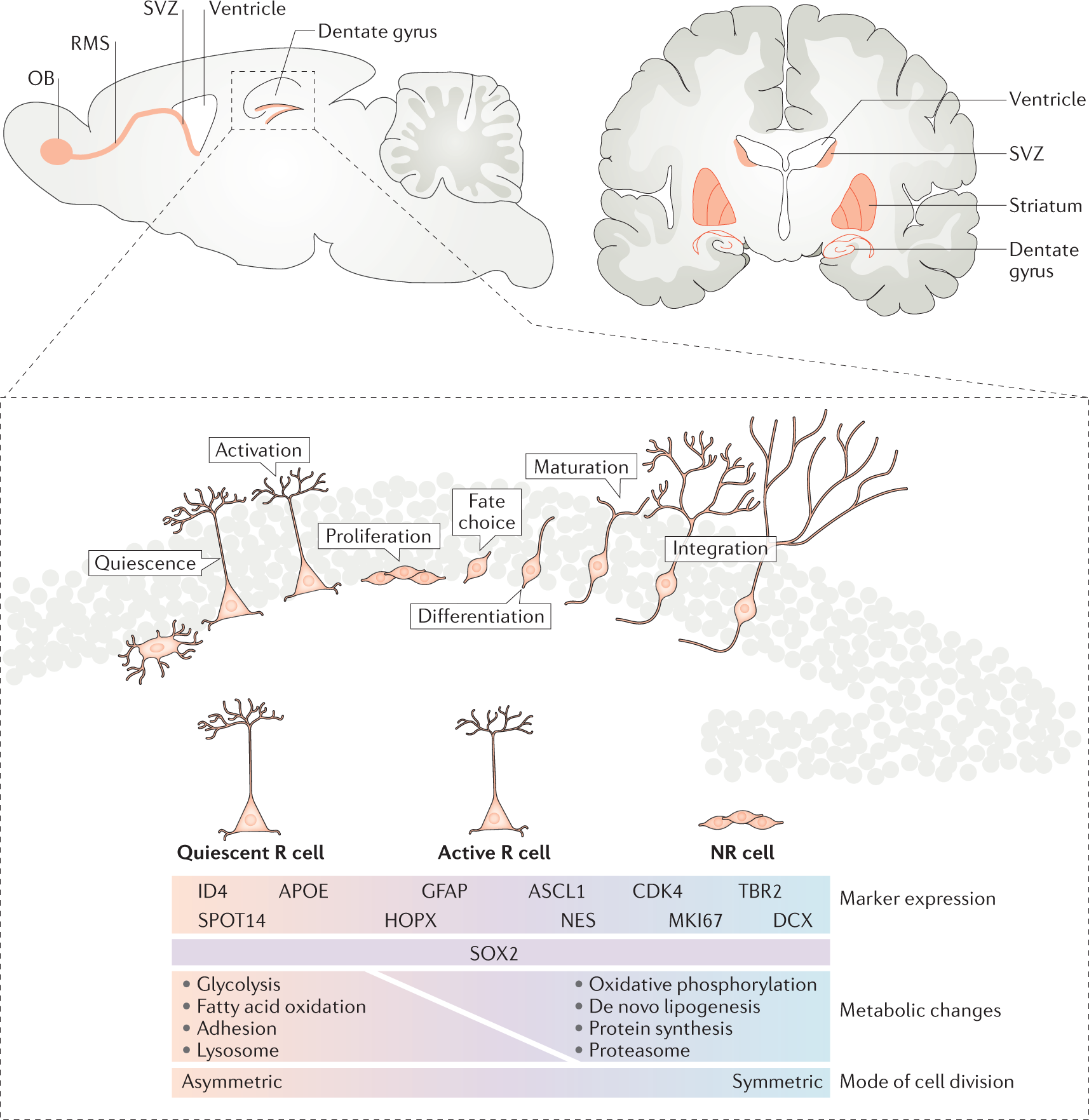 Formation and integration of new neurons in the adult hippocampus | Nature  Reviews Neuroscience