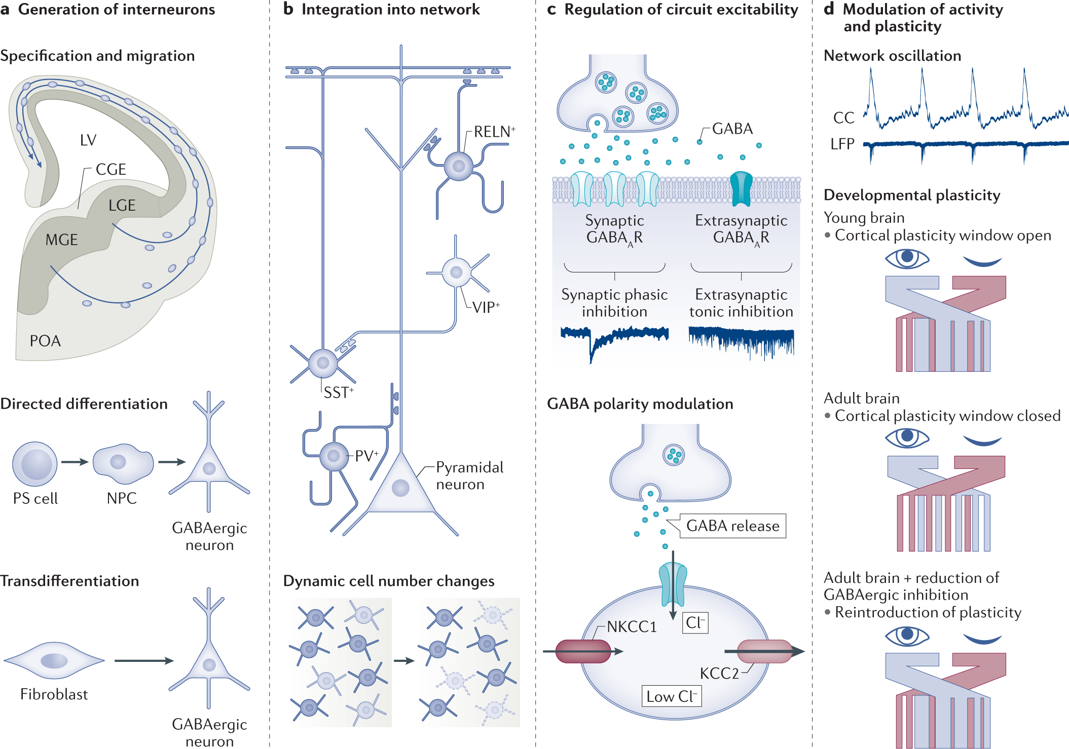 The Role Of Gabaergic Signalling In Neurodevelopmental Disorders Nature Reviews Neuroscience