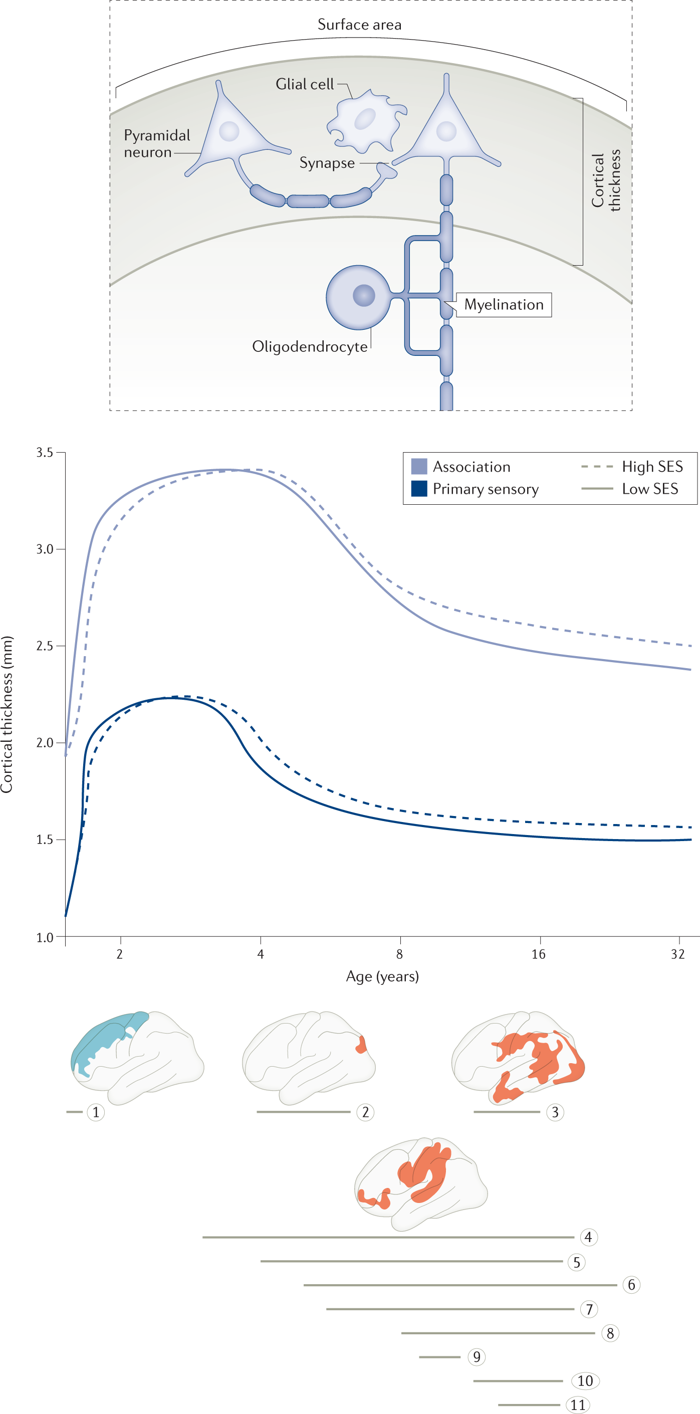 Environmental influences on the pace of brain development