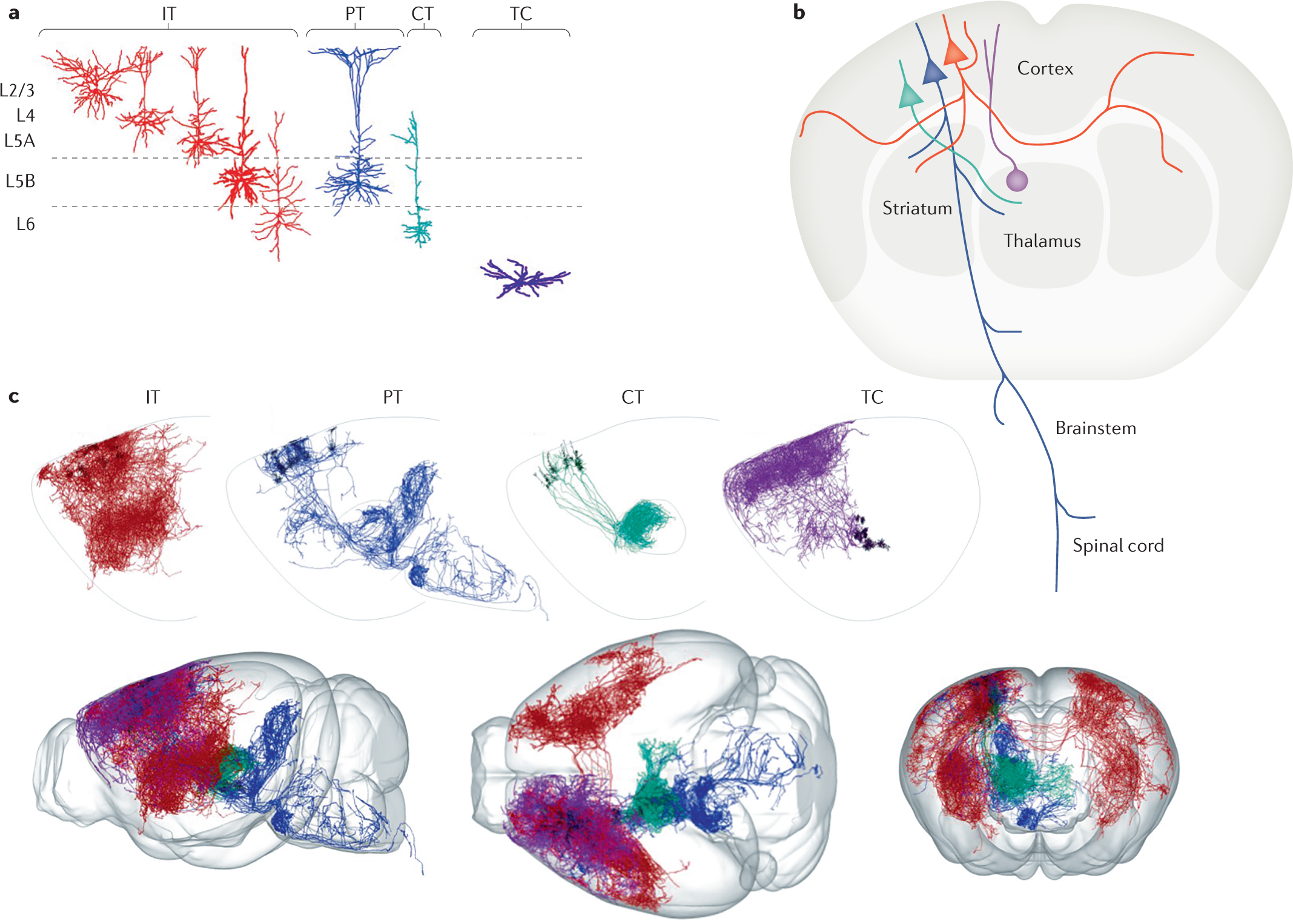 Untangling The Cortico Thalamo Cortical Loop Cellular Pieces Of A Knotty Circuit Puzzle Nature Reviews Neuroscience