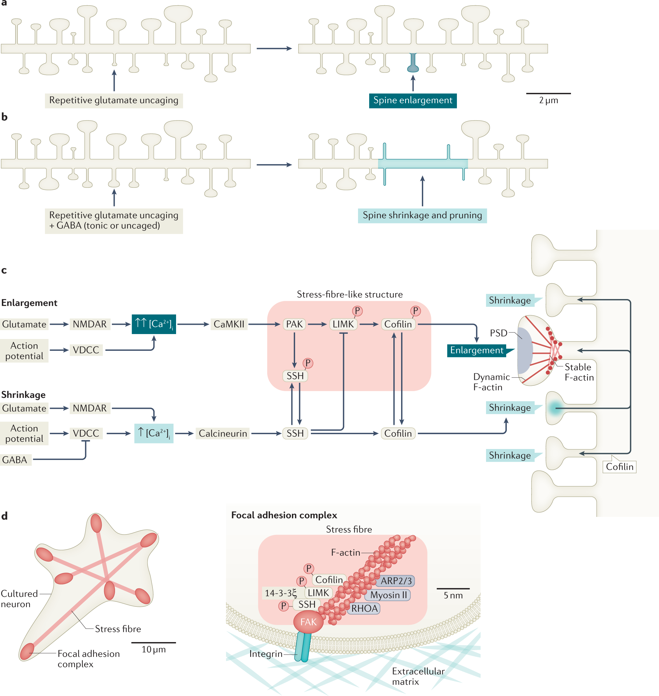 Spine dynamics in the brain, mental disorders and artificial neural networks Nature Reviews Neuroscience