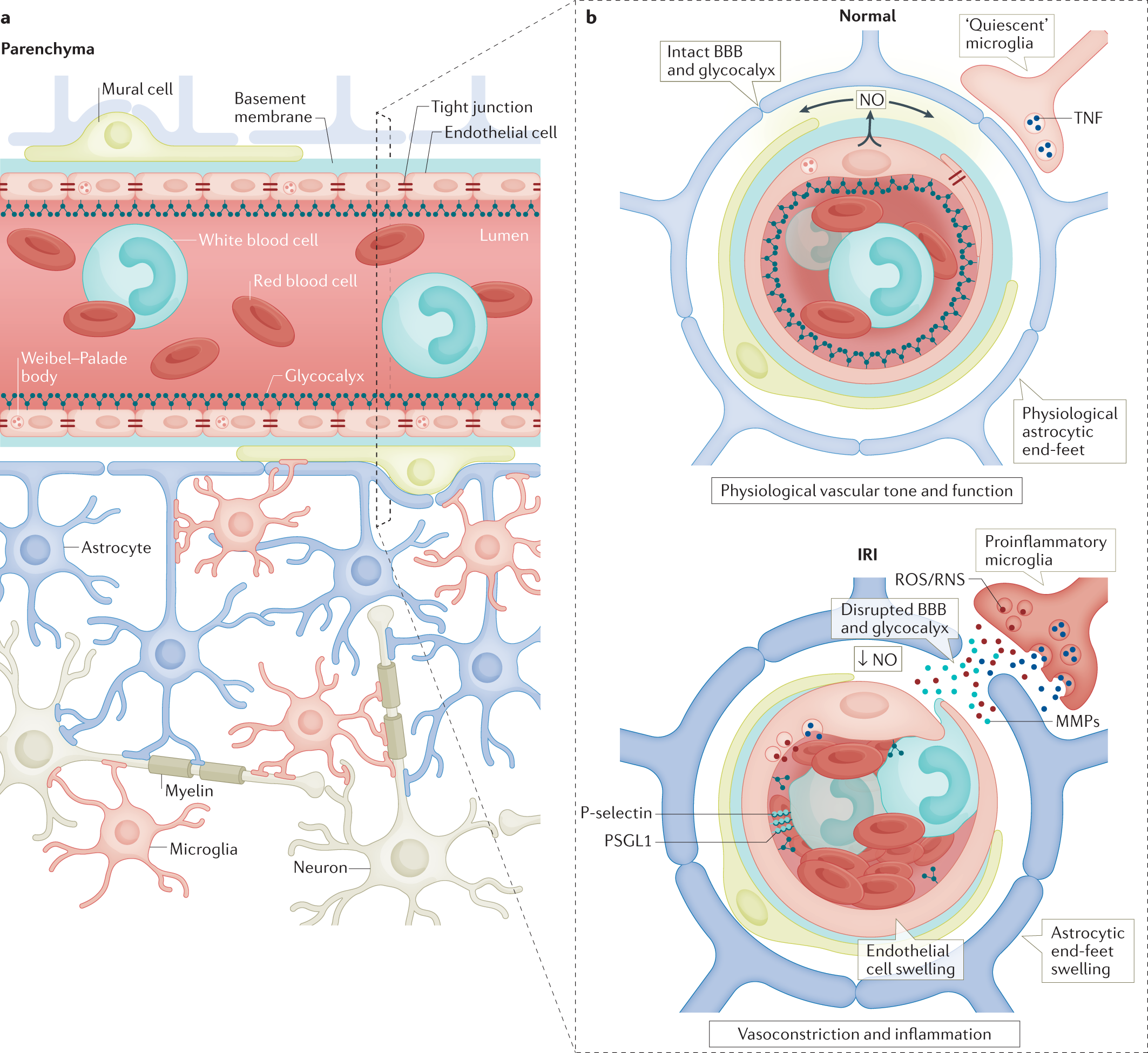 BB LED Matrix  Open Neuroscience