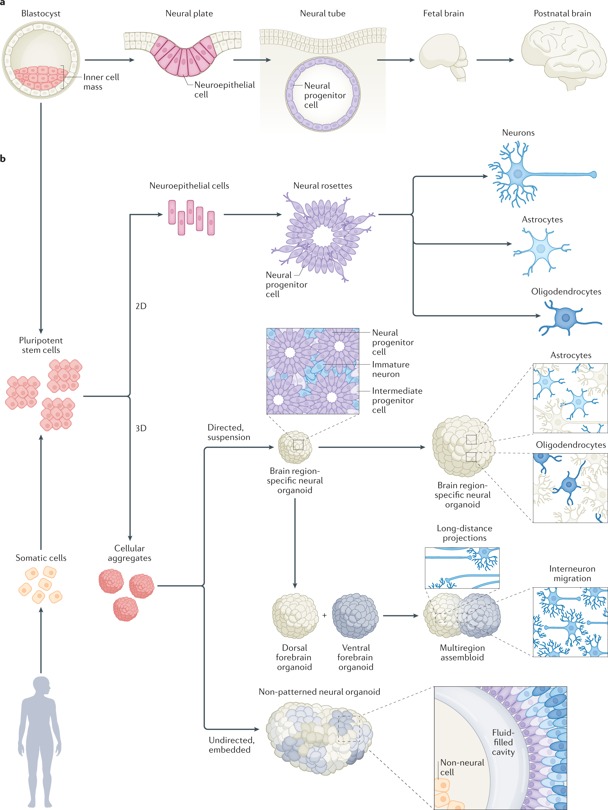 2d to 3d conversion in cortex 2d to 3d conversion in cortex
