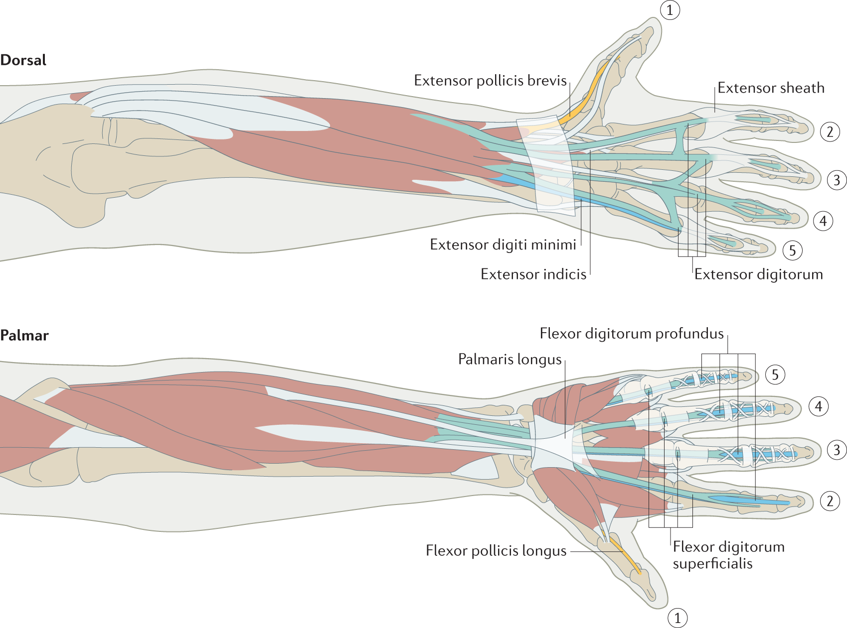 The neural mechanisms of manual dexterity | Nature Reviews Neuroscience