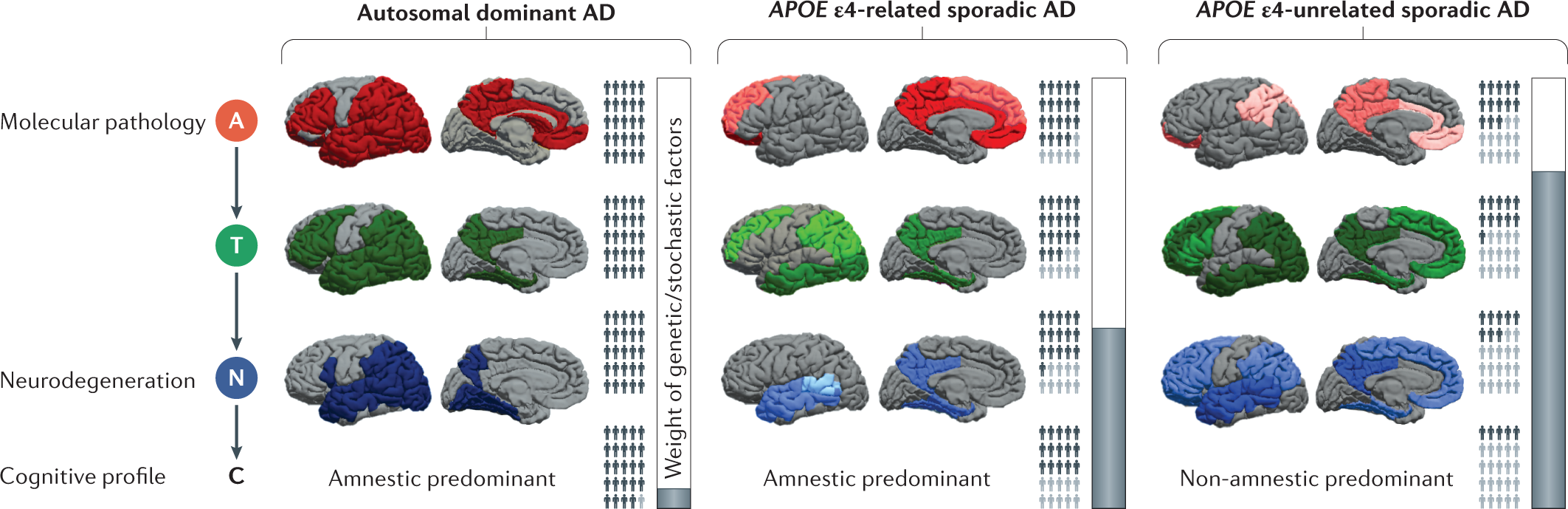 The Probabilistic Model Of Alzheimer Disease The Amyloid Hypothesis Revised Nature Reviews Neuroscience