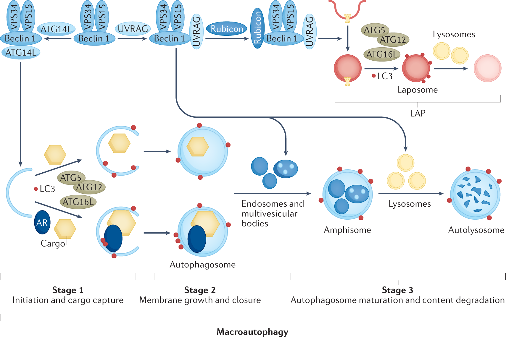 Macroautophagy in CNS health and disease | Nature Reviews Neuroscience