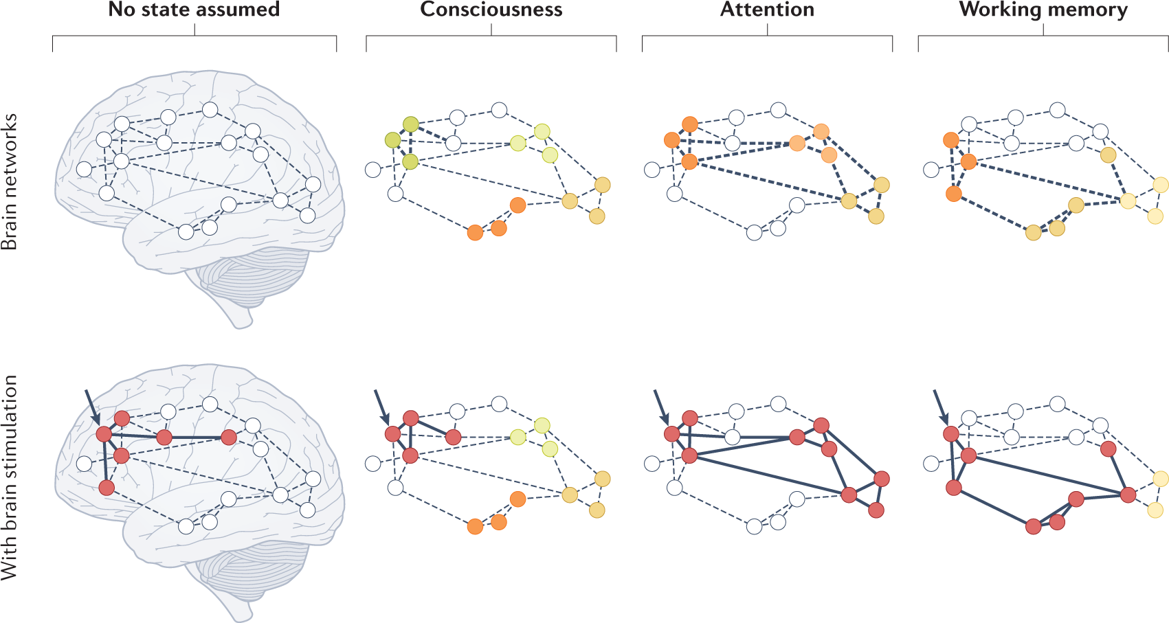 State-dependent effects of neural stimulation on brain function and  cognition | Nature Reviews Neuroscience