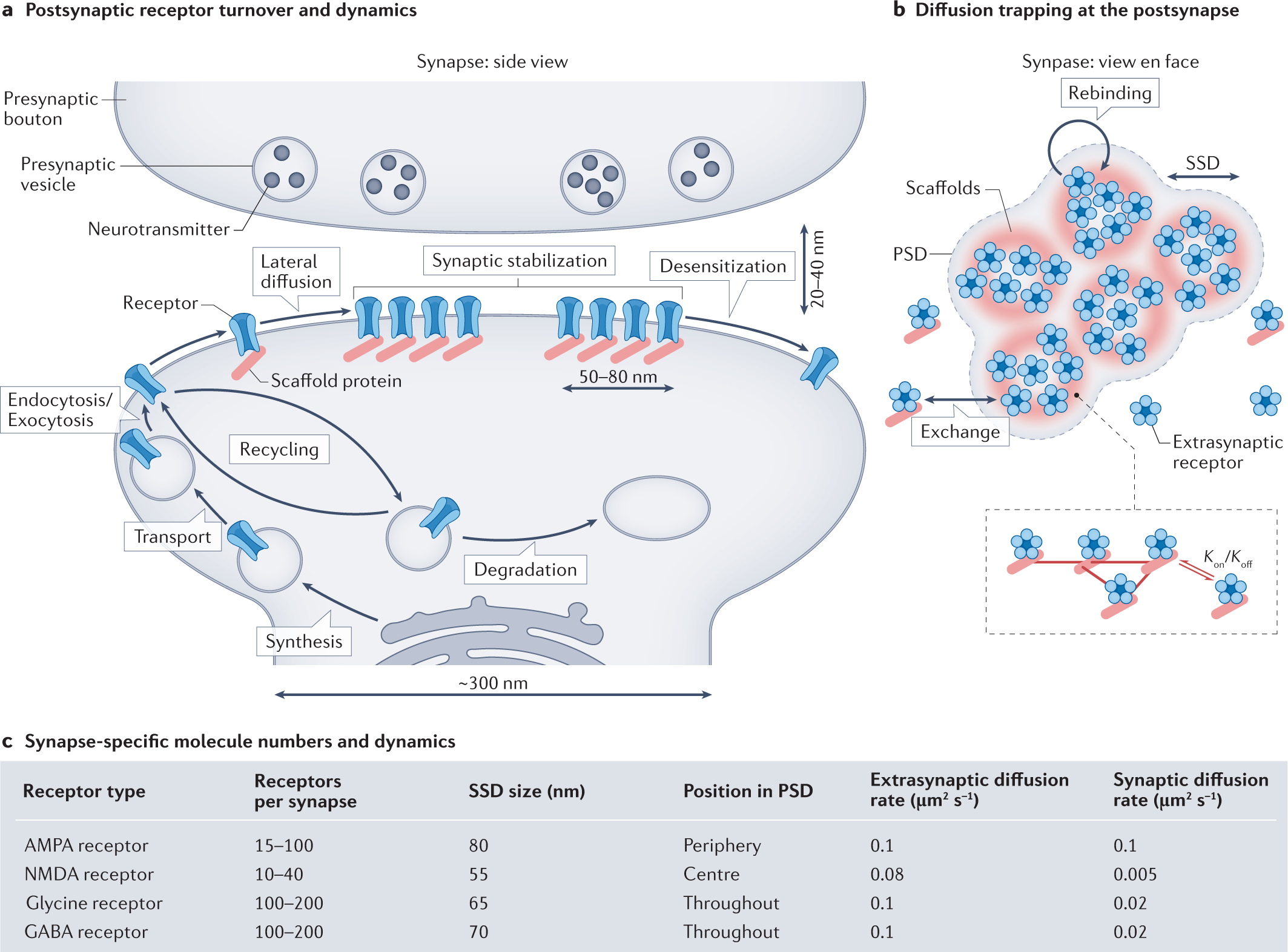 Target shape samples and size distribution of MSD and synapse