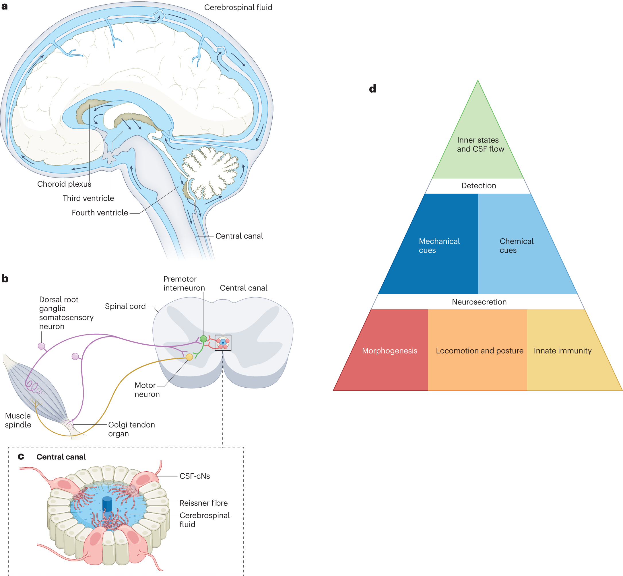 Cerebrospinal fluid-contacting neurons: multimodal cells with diverse roles in  the CNS