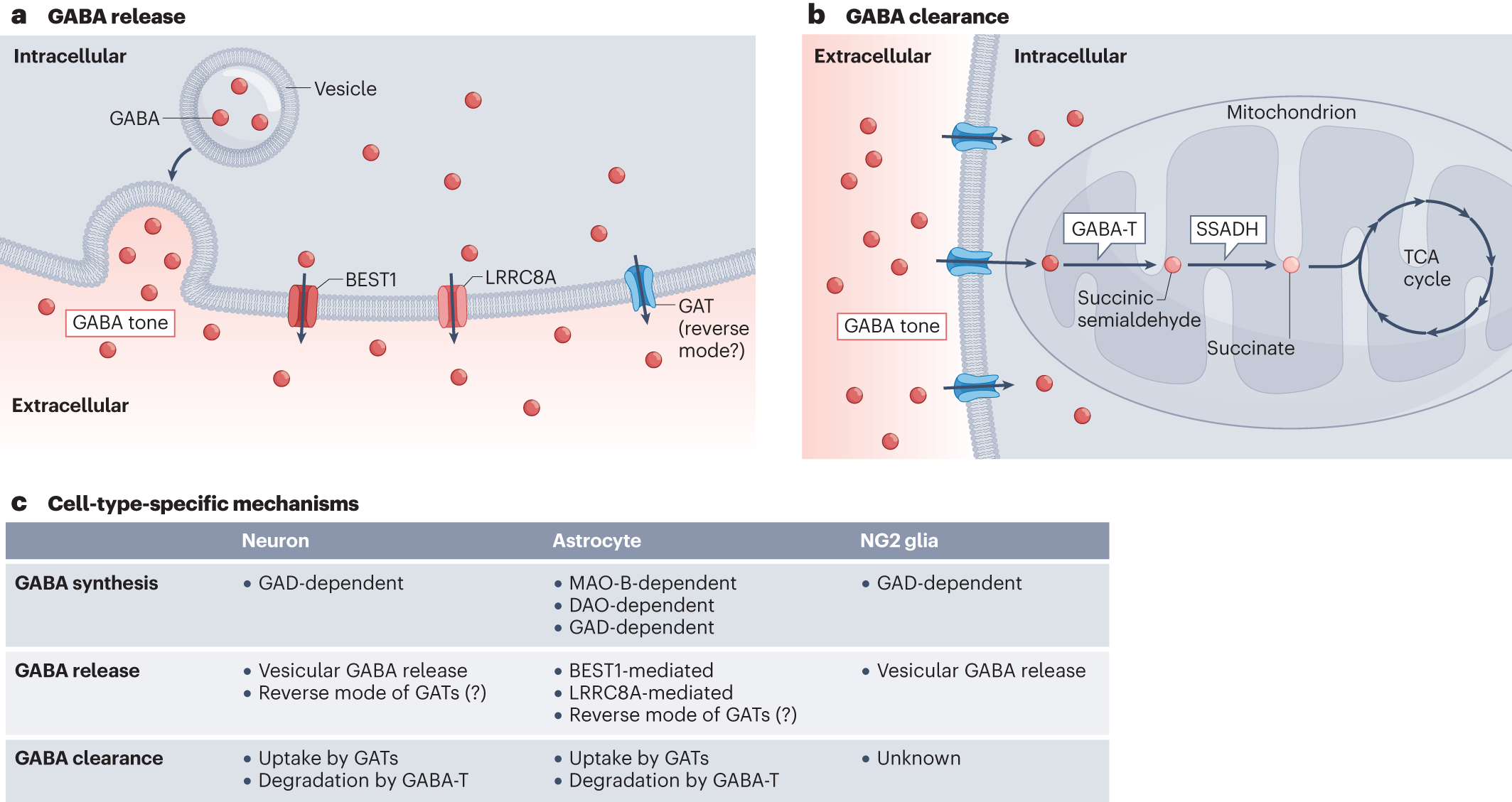 GABA tone regulation and its cognitive functions in brain | Nature Neuroscience
