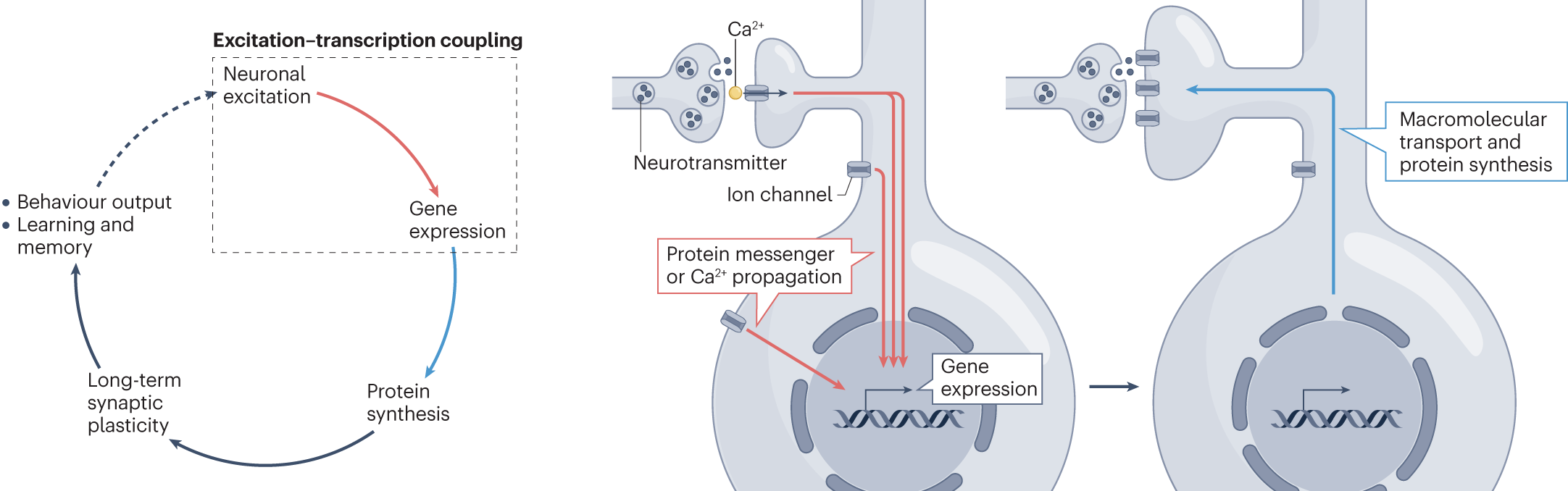 Excitation–transcription coupling, neuronal gene expression and