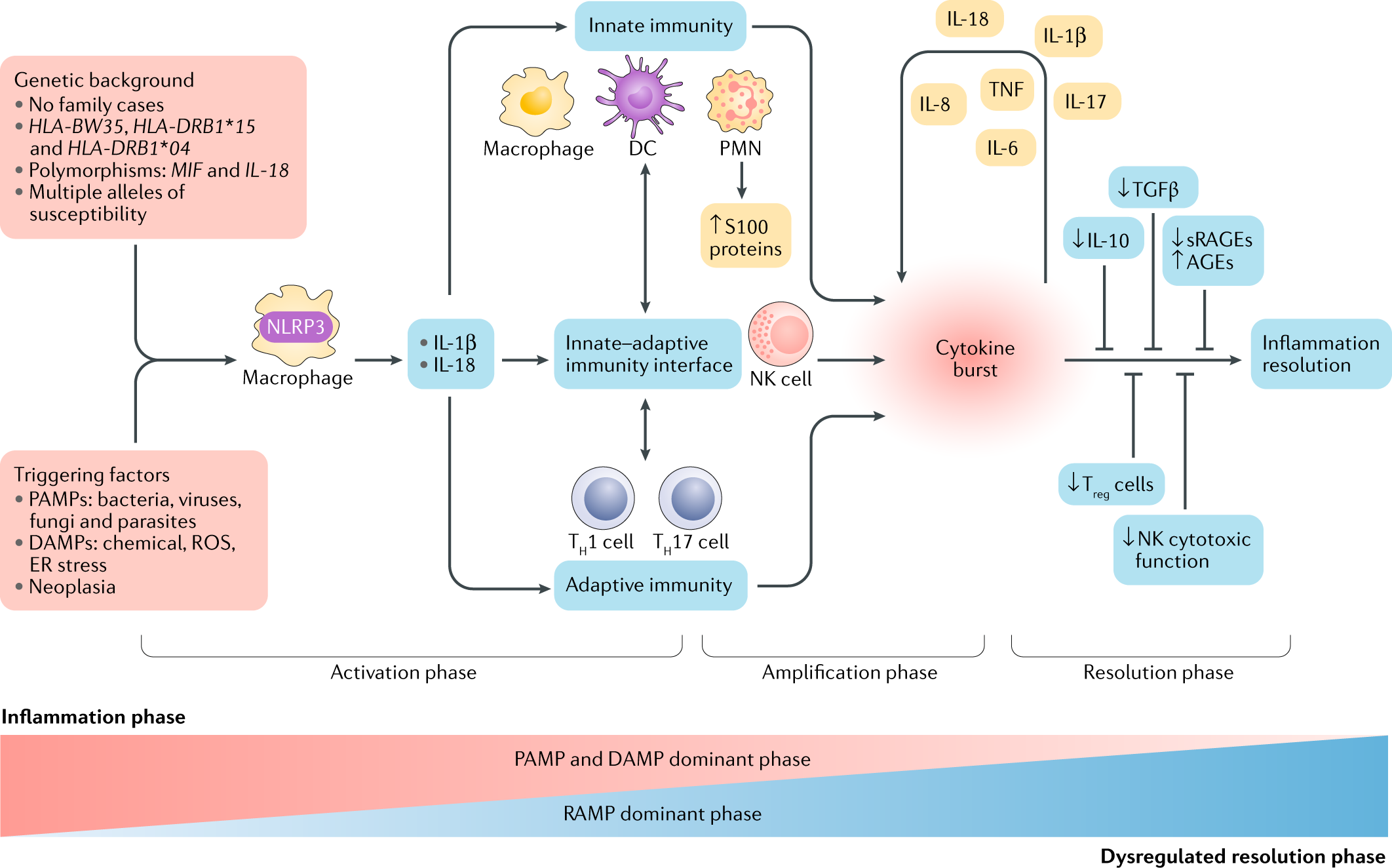 Mechanisms, biomarkers and targets for adult-onset Stills disease Nature Reviews Rheumatology
