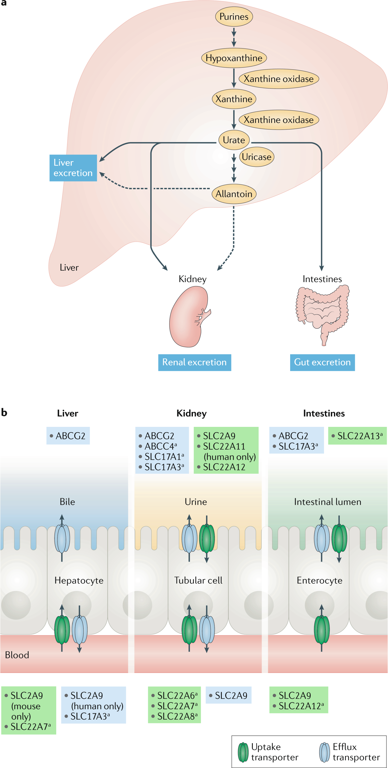 Mouse models for human hyperuricaemia: a critical review | Nature Reviews Rheumatology Mouse models for human hyperuricaemia: a critical review | Nature Reviews Rheumatology