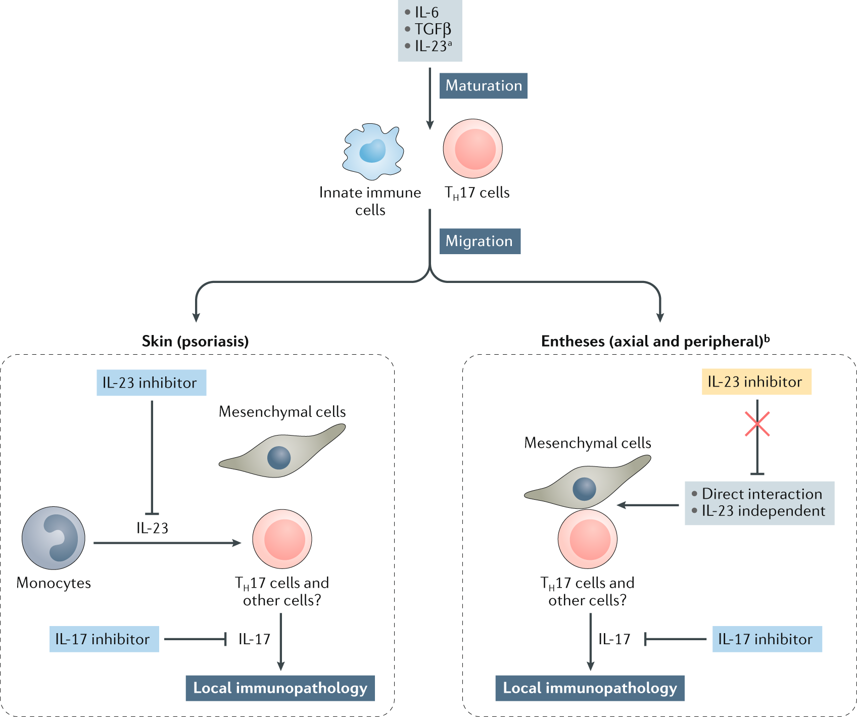 The Il 23 Il 17 Pathway As A Therapeutic Target In Axial Spondyloarthritis Nature Reviews Rheumatology