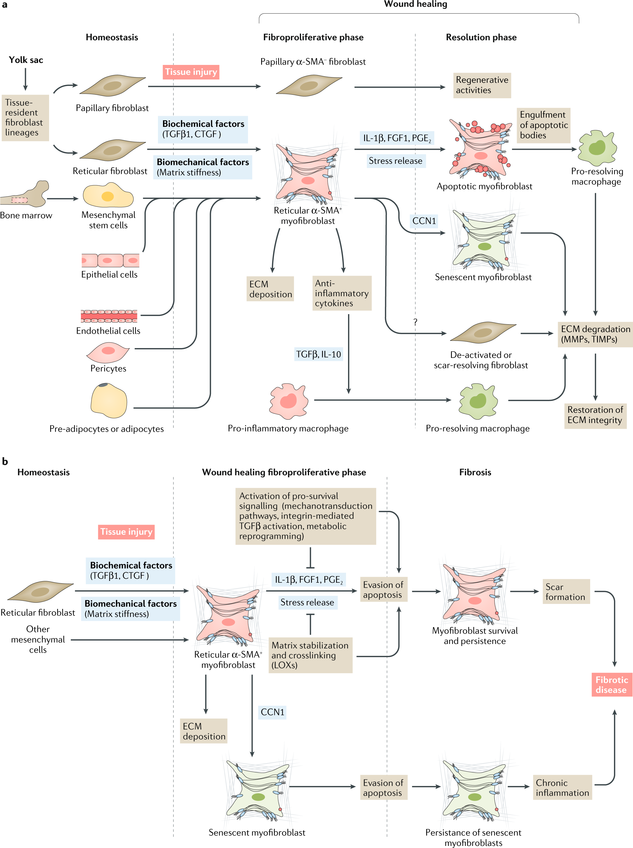 Evasion of apoptosis by myofibroblasts: a hallmark of fibrotic diseases |  Nature Reviews Rheumatology