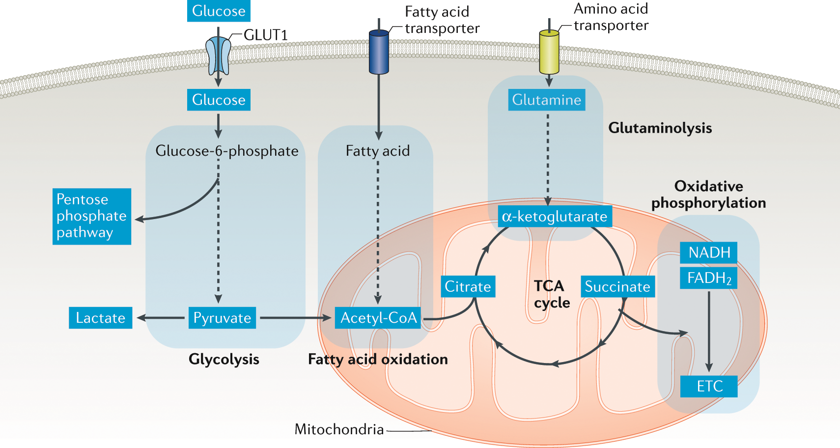 glutathione uses benefits side effects Glutathione Benefits for Your Skin and Side Effects