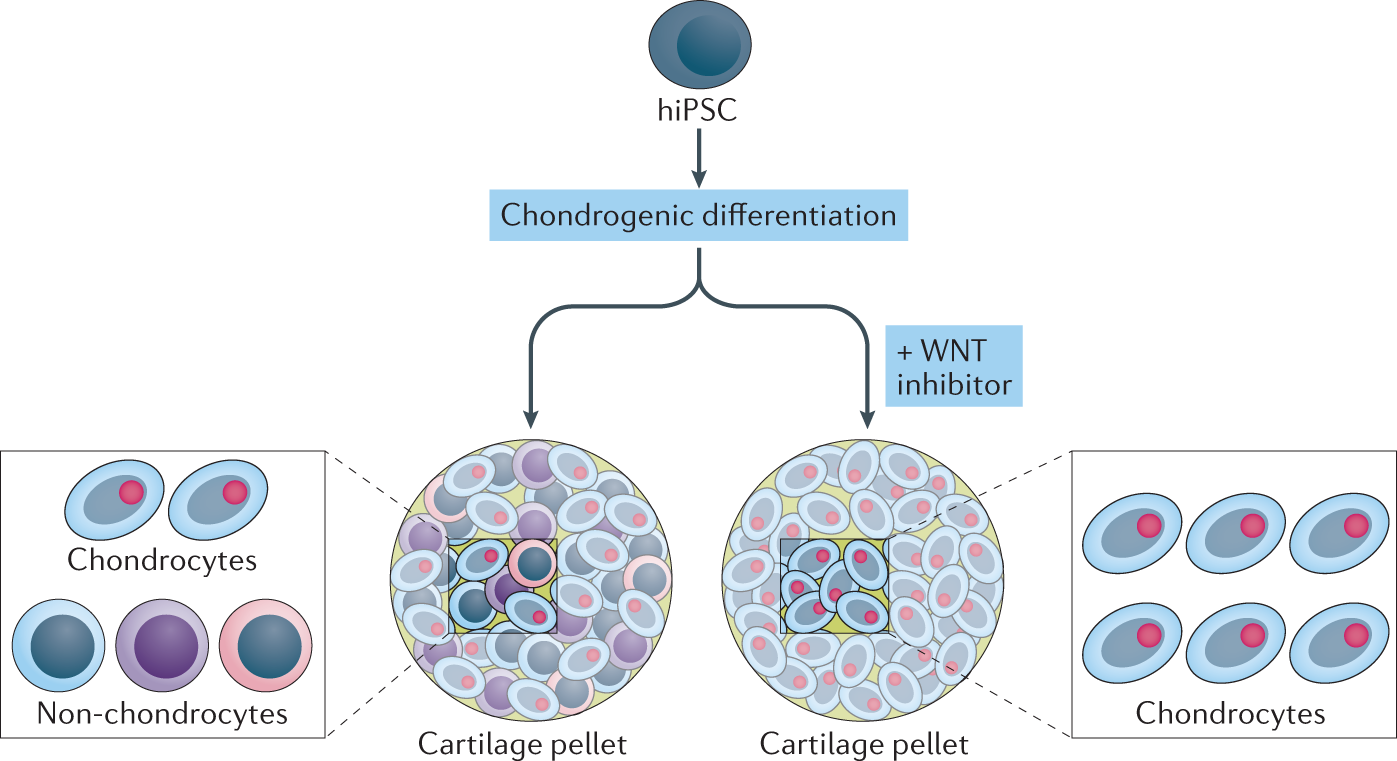 Streamlining Cell Fate Decisions During Chondrogenesis | Nature Reviews  Rheumatology Streamlining Cell Fate Decisions During Chondrogenesis | Nature Reviews  Rheumatology