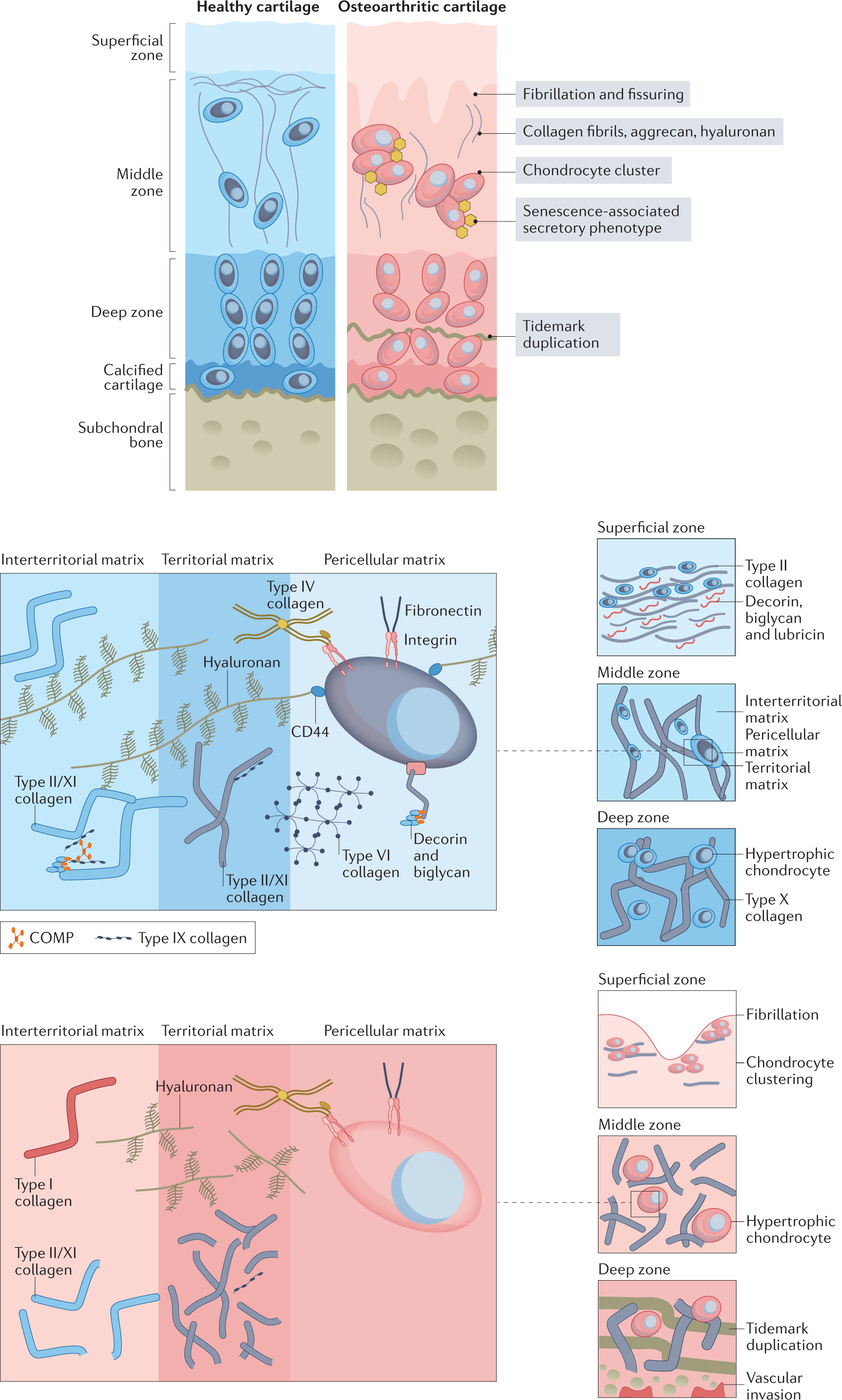 Mechanosignalling In Cartilage: An Emerging Target For The Treatment Of  Osteoarthritis | Nature Reviews Rheumatology Mechanosignalling In Cartilage: An Emerging Target For The Treatment Of  Osteoarthritis | Nature Reviews Rheumatology