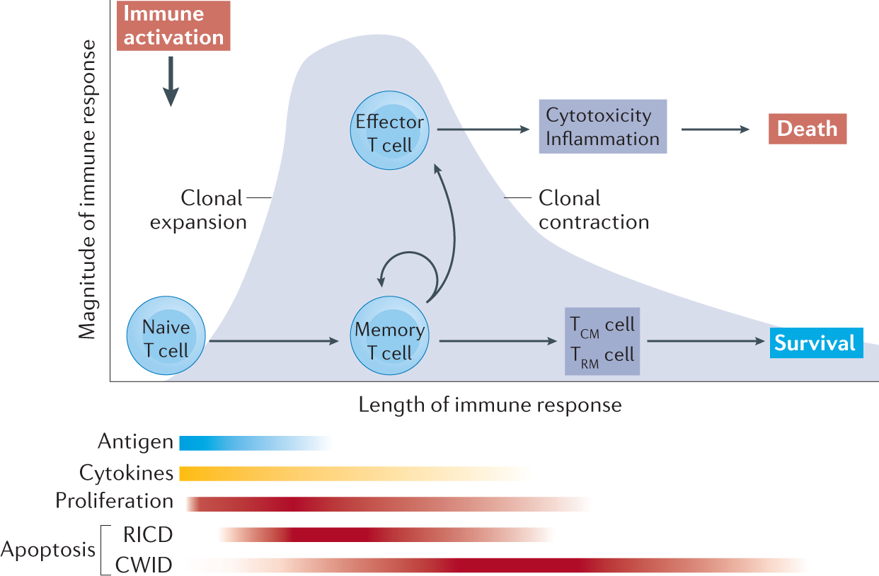 Genetic Disorders of Immune Regulation