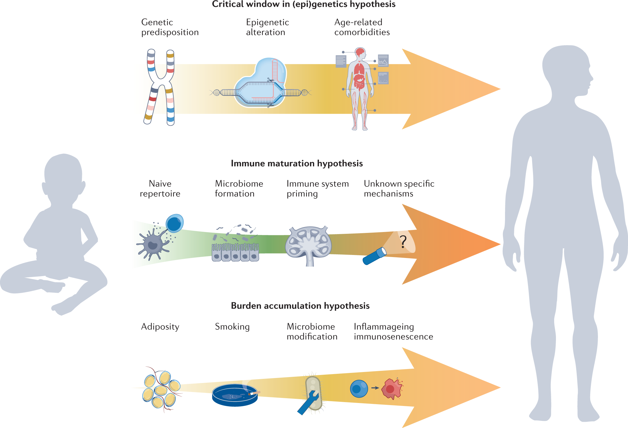 Of Mice And Men: Translating Mouse Age To Human Age - Gowing Life