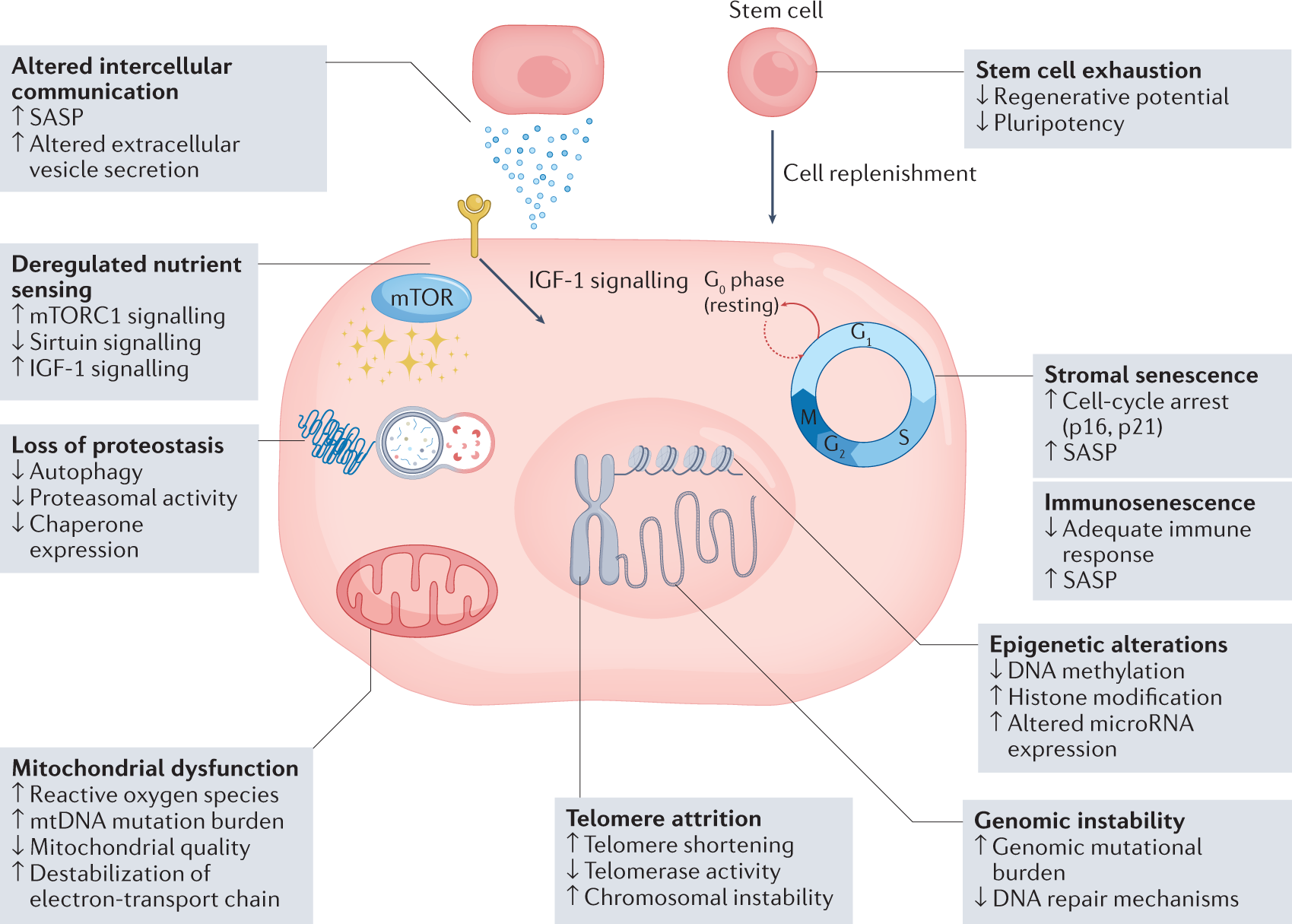Age-related mechanisms in the context of rheumatic disease | Nature Reviews  Rheumatology