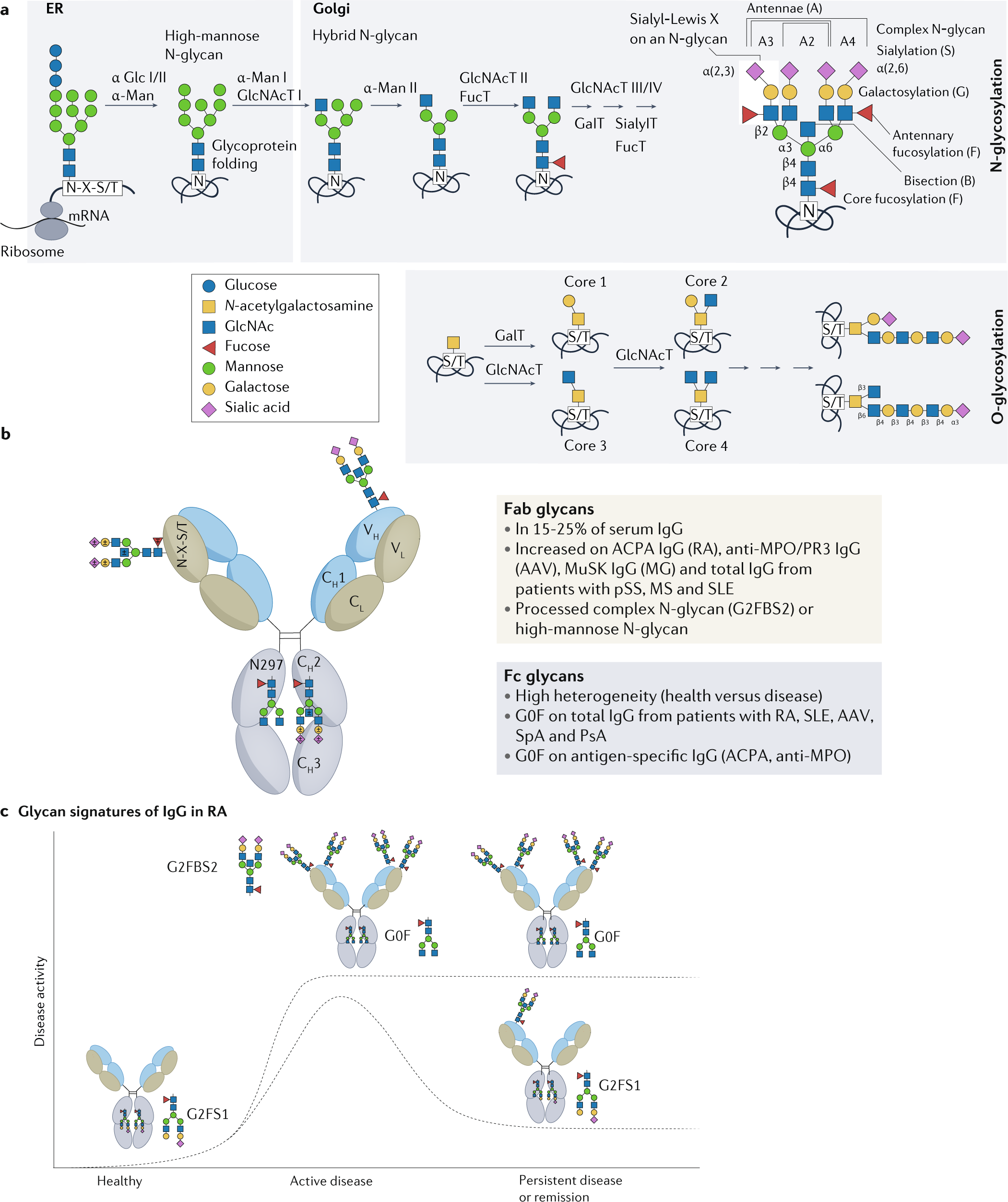 Big-Data Glycomics: Tools to Connect Glycan Biosynthesis to Extracellular  Communication: Trends in Biochemical Sciences