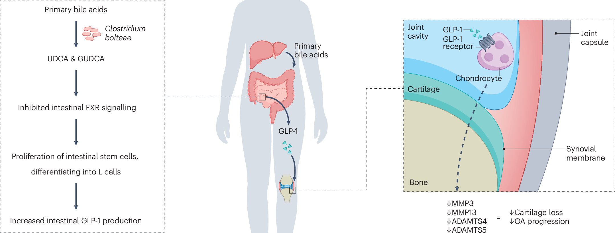 contraindications for glp 1 agonists include Glucagon-like peptide-1 receptor agonists in arthritis: current insights  and future directions