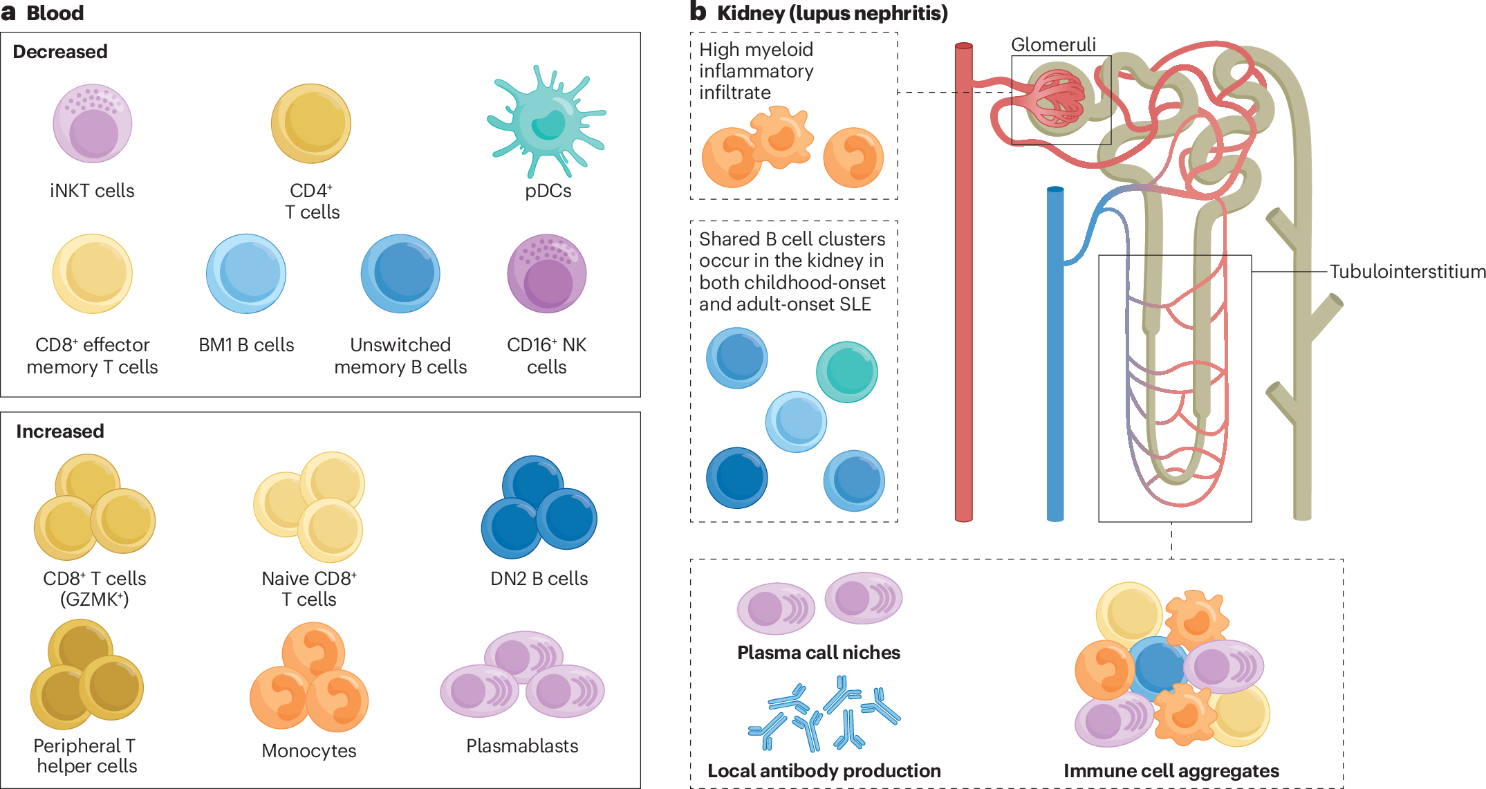 Insights into the pathogenesis of childhood-onset SLE in the past decade |  Nature Reviews Rheumatology