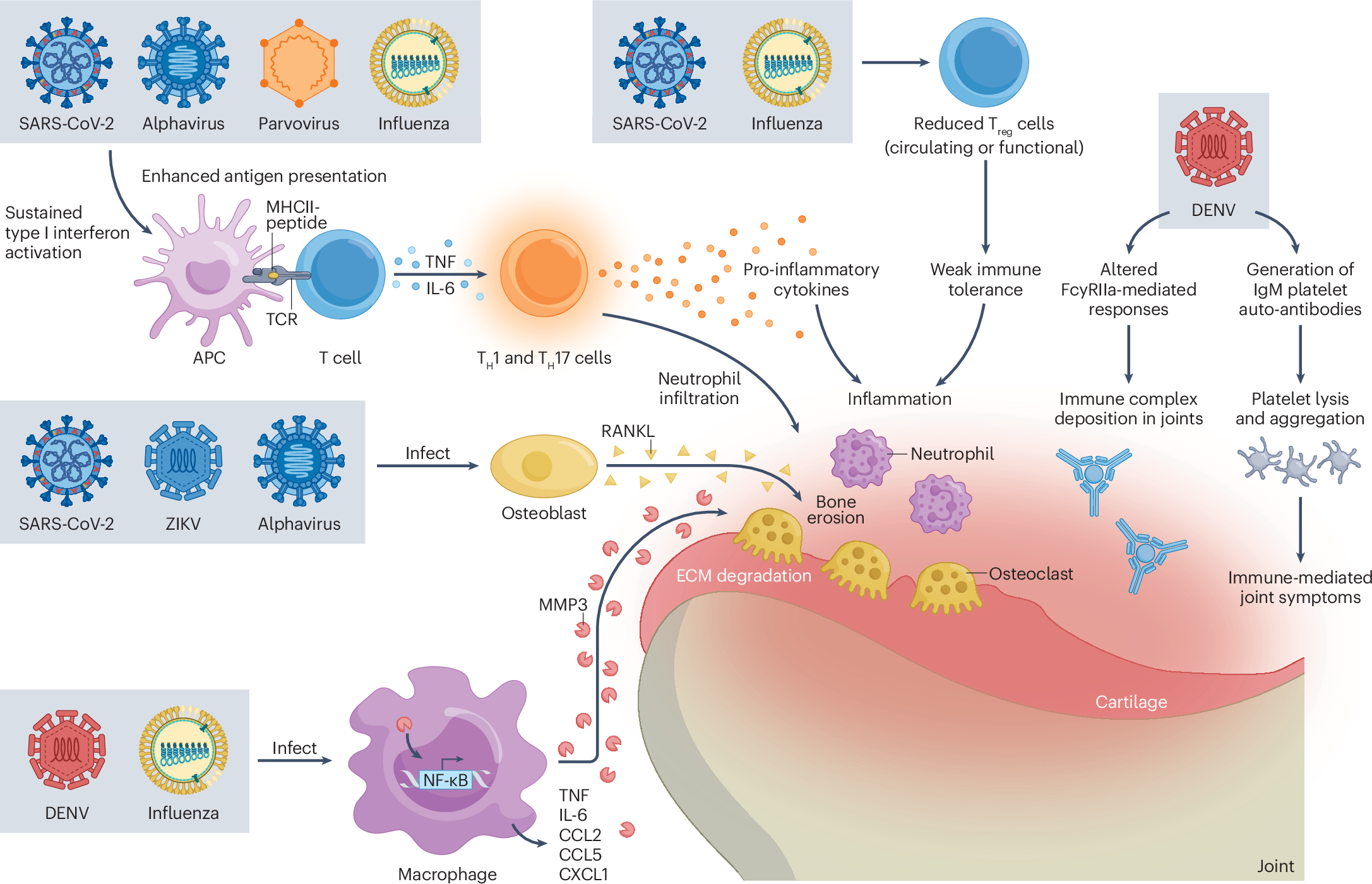 Emerging and underrecognized viral triggers of autoimmune inflammatory  rheumatic disease flares | Nature Reviews Rheumatology