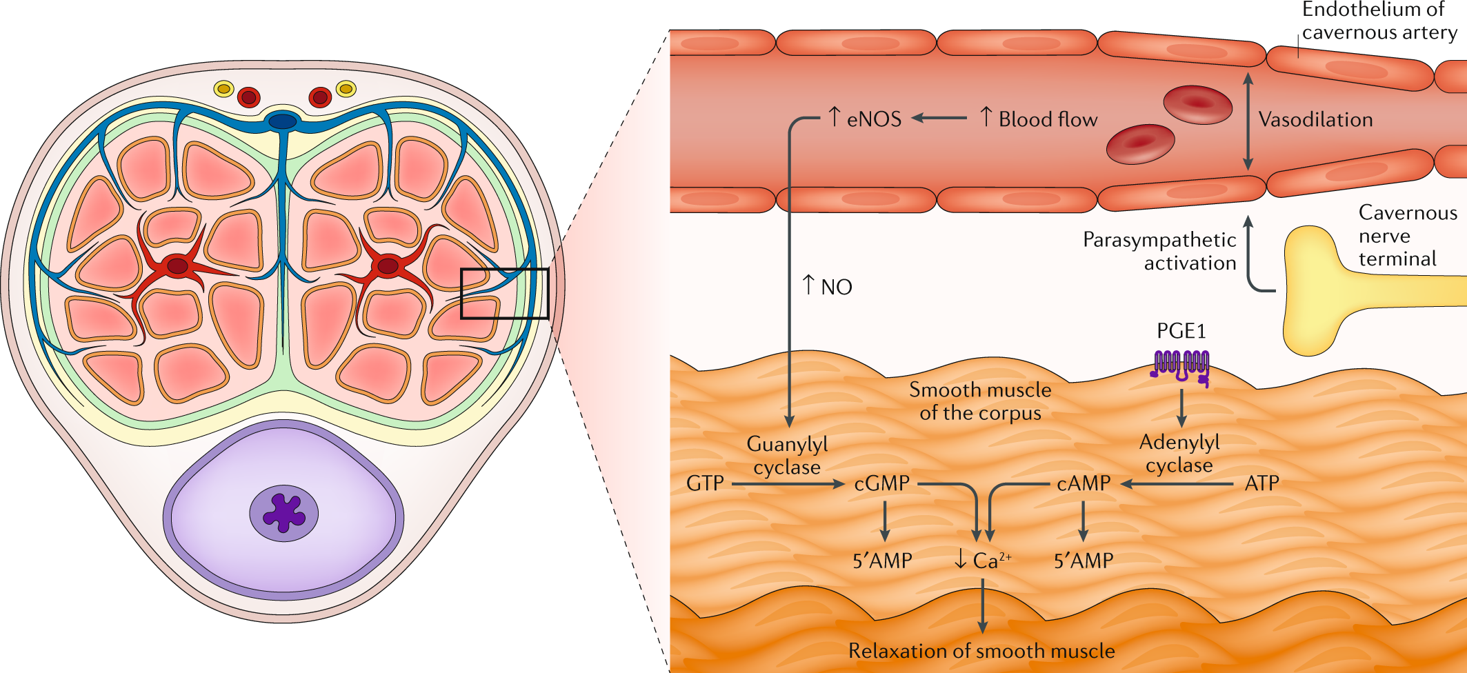 Physical activity as an adjunct treatment for erectile dysfunction | Nature  Reviews Urology