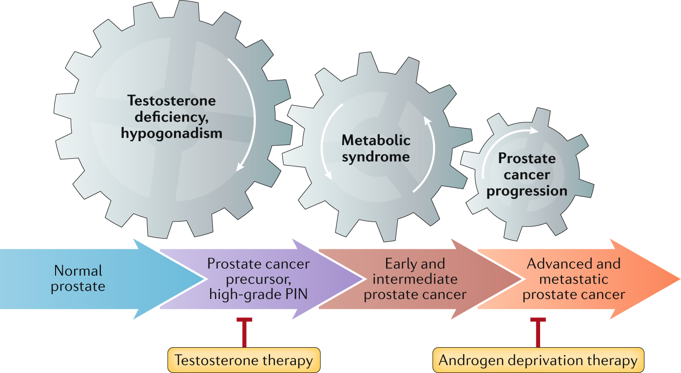 testosterone and prostate cancer 2021)