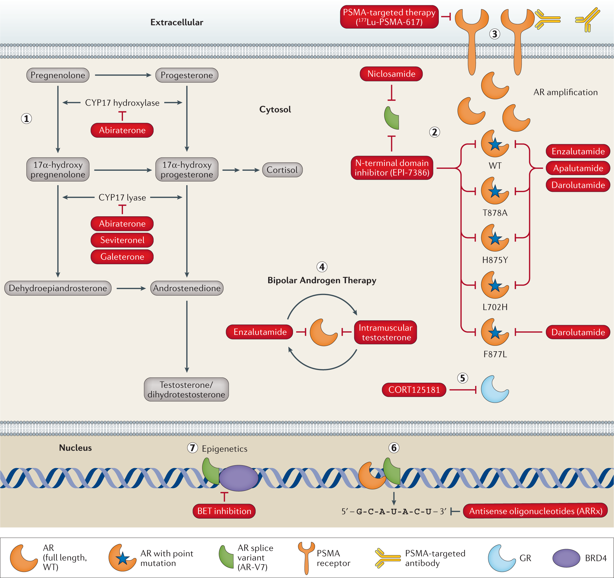 Resistance to receptor antagonists prostate cancer Nature Reviews Urology