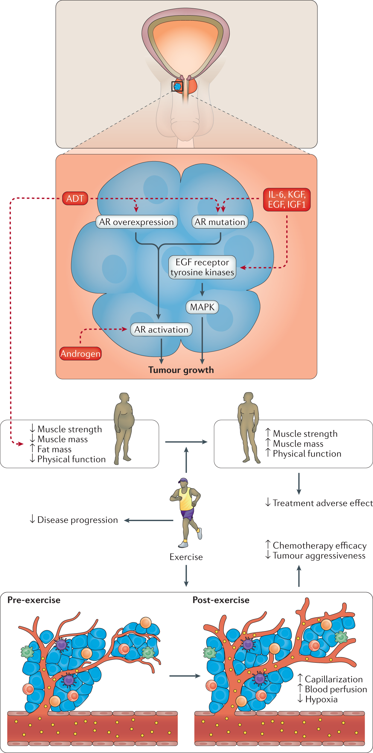 Frontiers  A single-set functional training program increases muscle  power, improves functional fitness, and reduces pro-inflammatory cytokines  in postmenopausal women: A randomized clinical trial