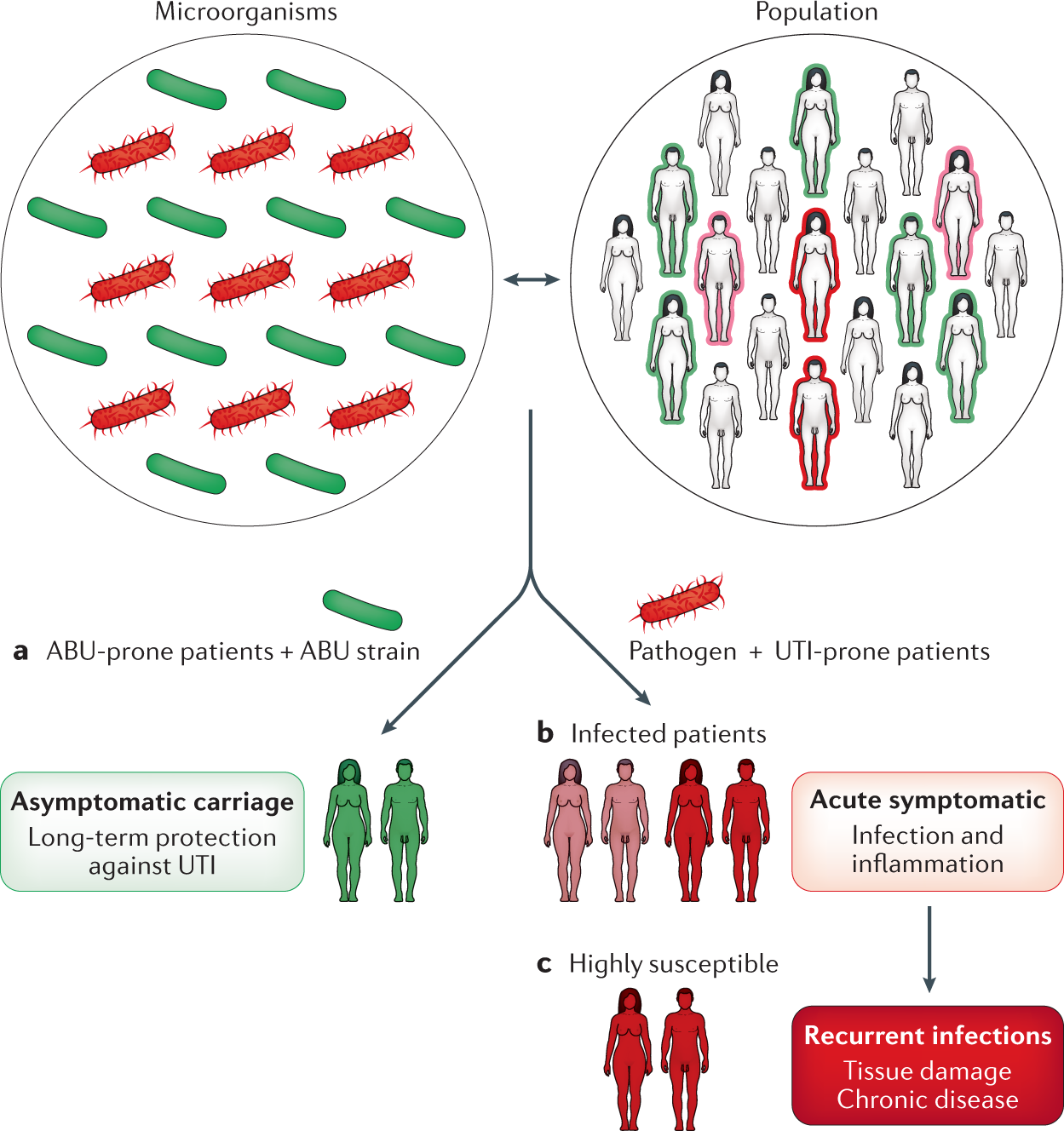 Molecular determinants of disease severity in urinary tract infection