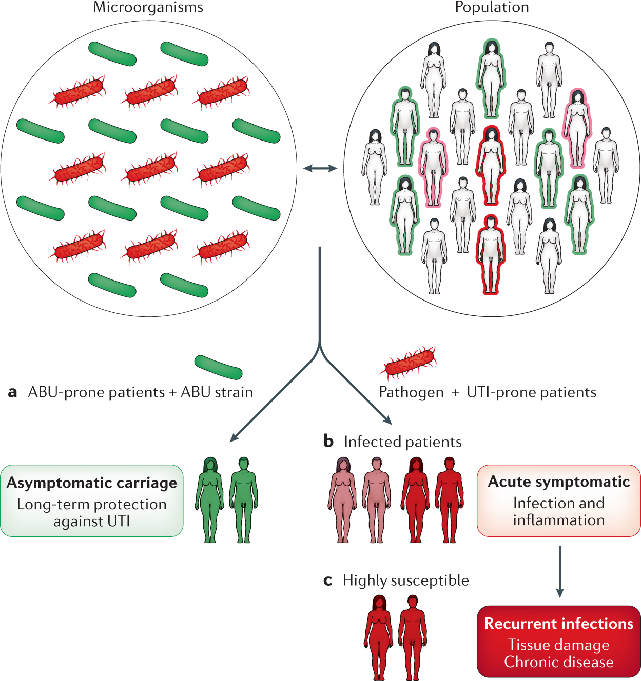 Molecular determinants of disease severity in urinary tract