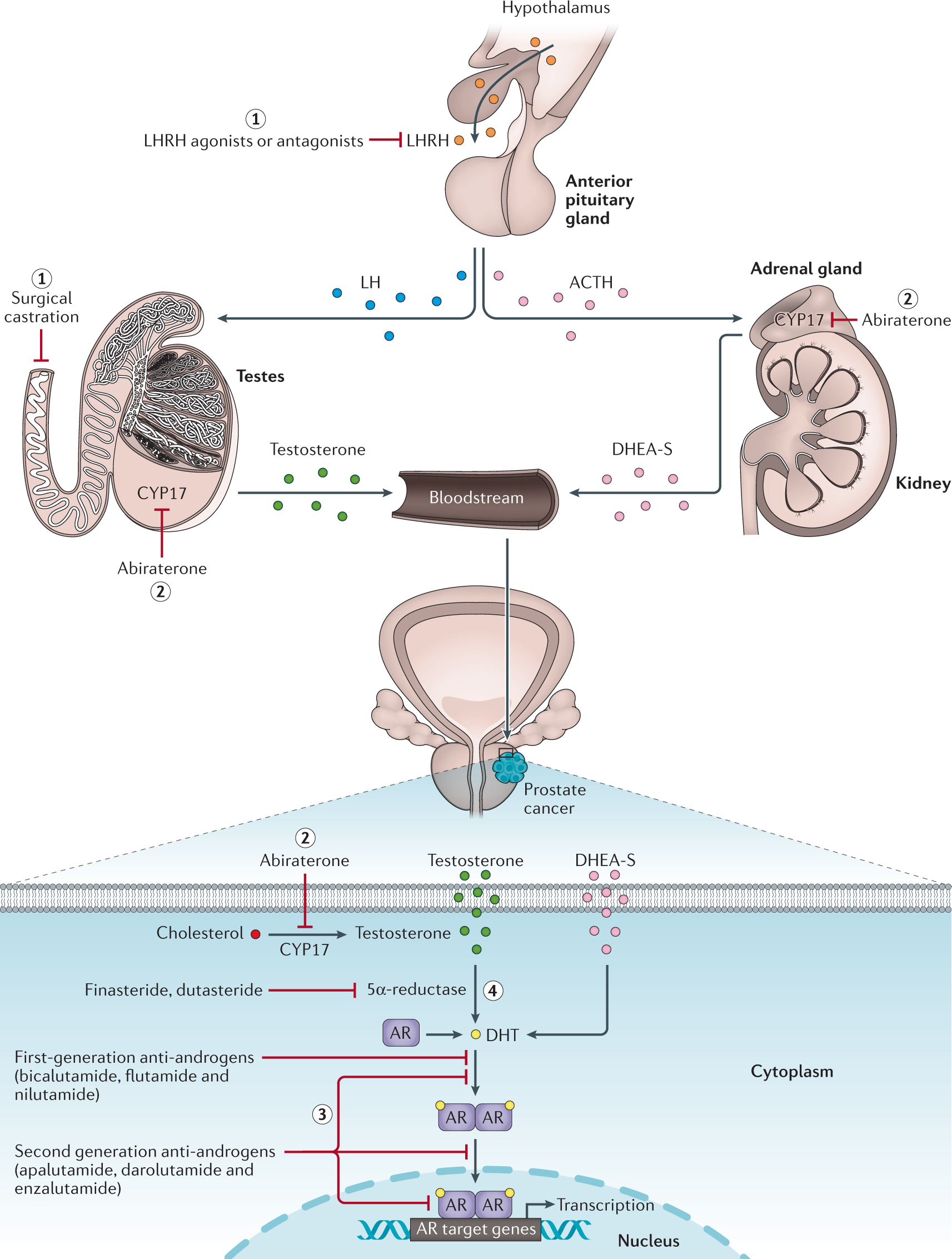 lidase 64 prostatitis az urethritis prosztatitis oka