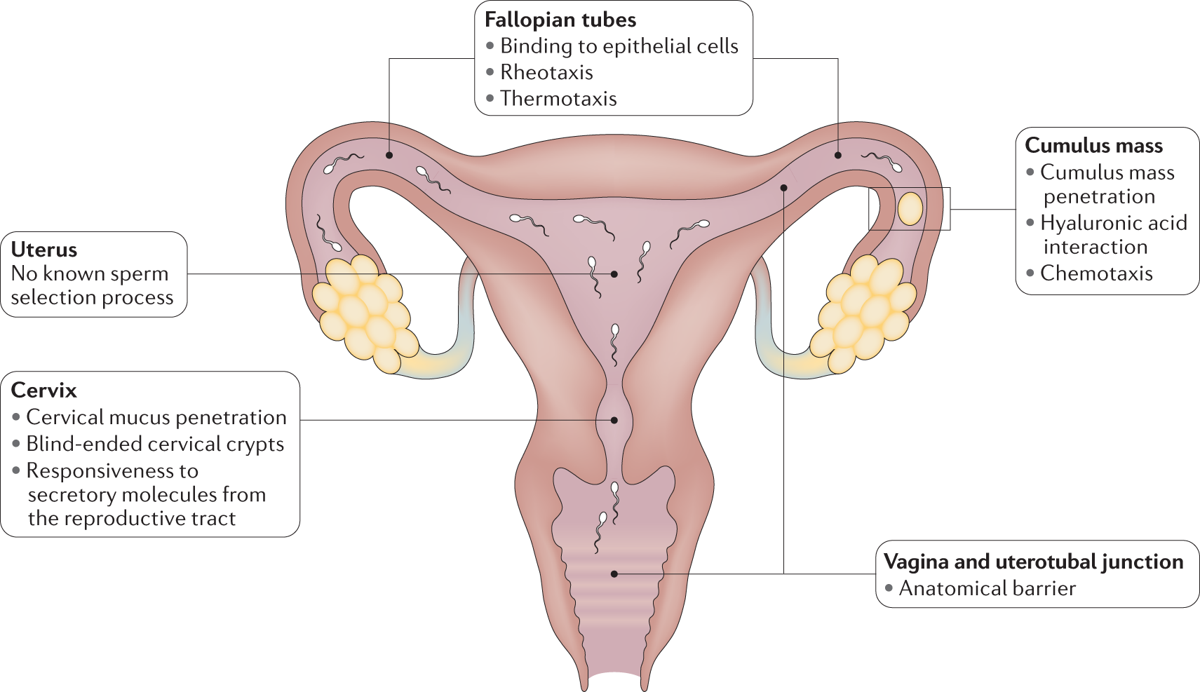 Simulating nature in sperm selection for assisted reproduction Nature Reviews Urology