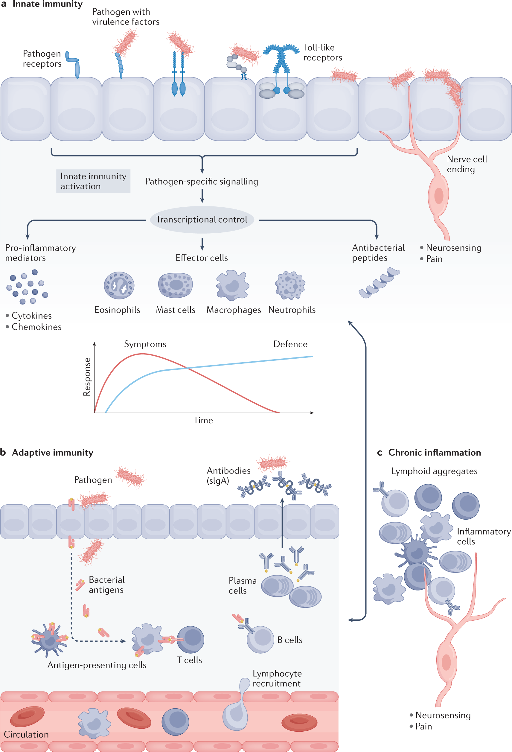 Immunomodulation therapy offers new molecular strategies to treat UTI |  Nature Reviews Urology