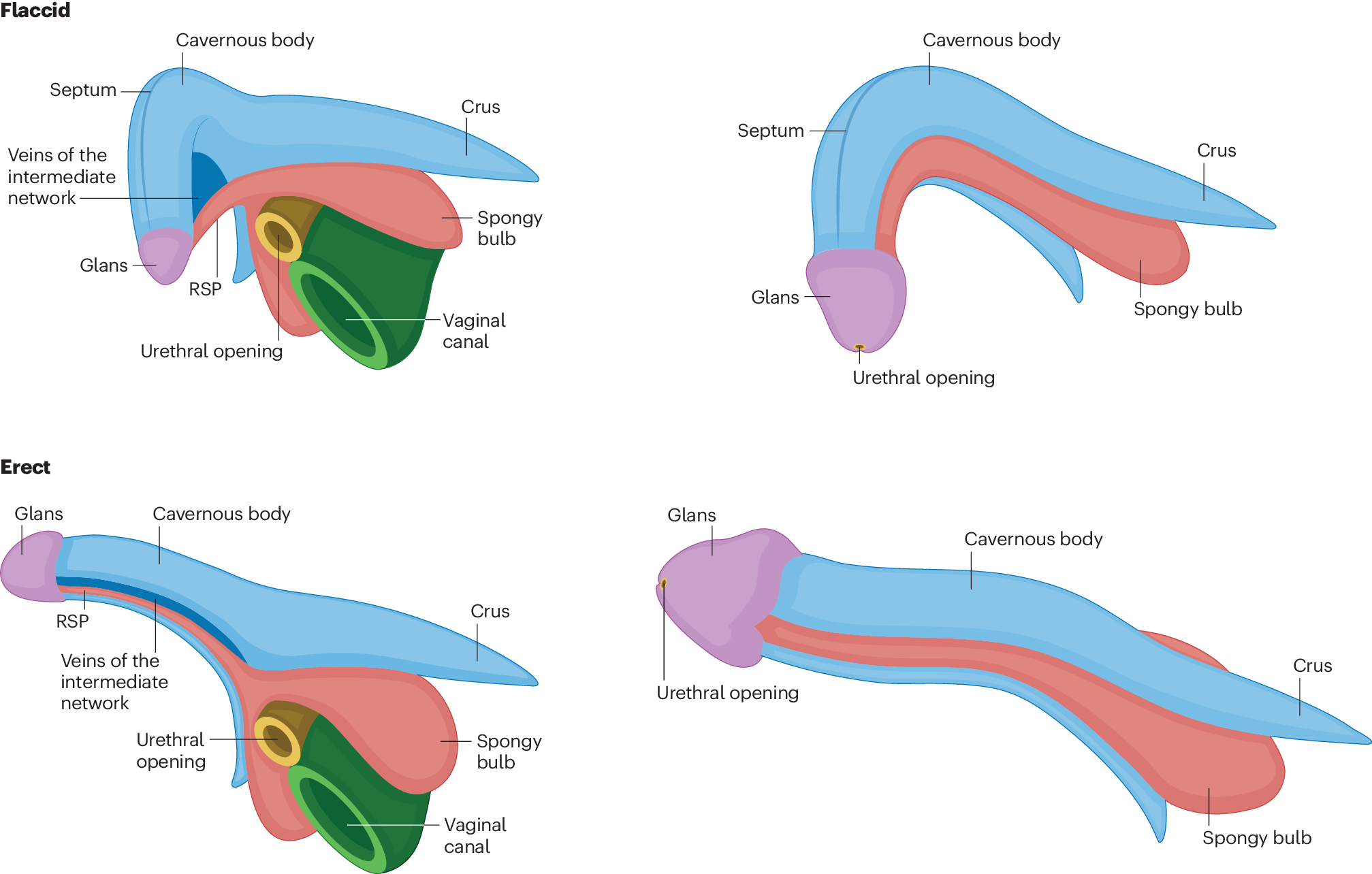 We all get erections — de-gendering sexual arousal dysfunction in the ICD |  Nature Reviews Urology