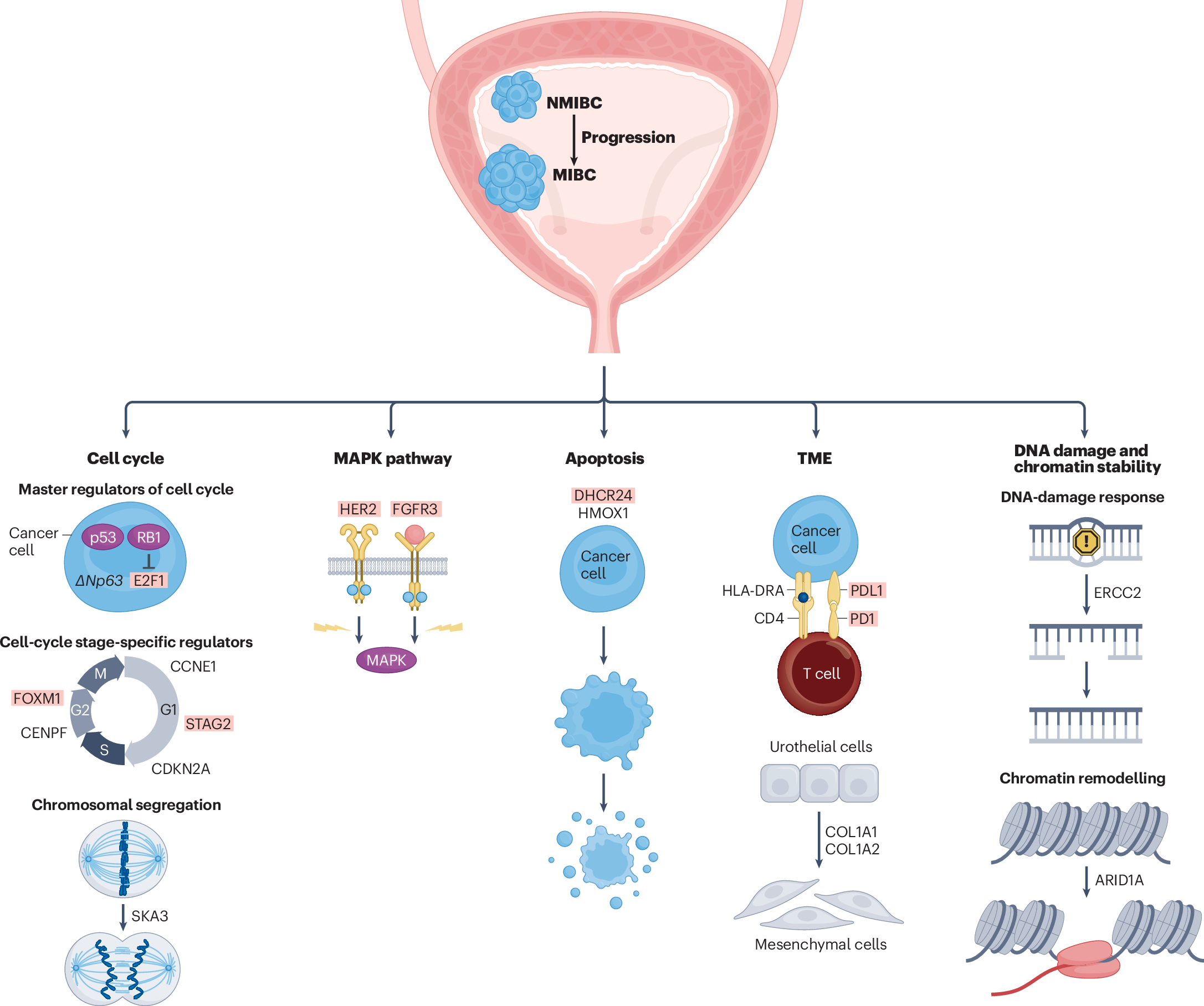 Molecular biomarkers of progression in non-muscle-invasive bladder cancer —  beyond conventional risk stratification | Nature Reviews Urology