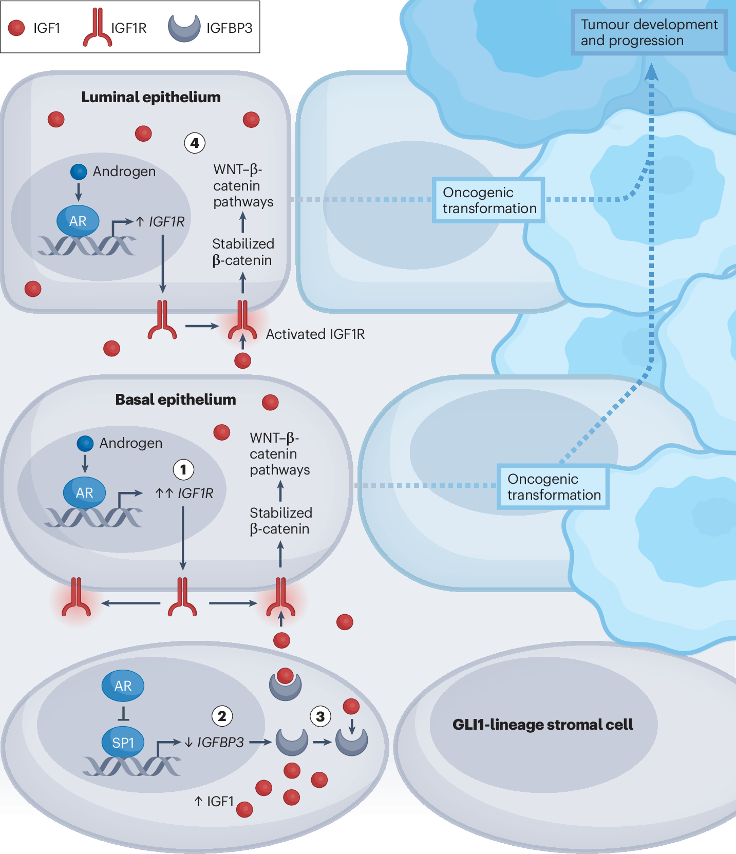 igf-1 lr3 effect on testosterone suppression post cycle IGF-1, the Cross Road of the Nutritional, Inflammatory and Hormonal Pathways to Frailty IGF-1 LR3 does not promote