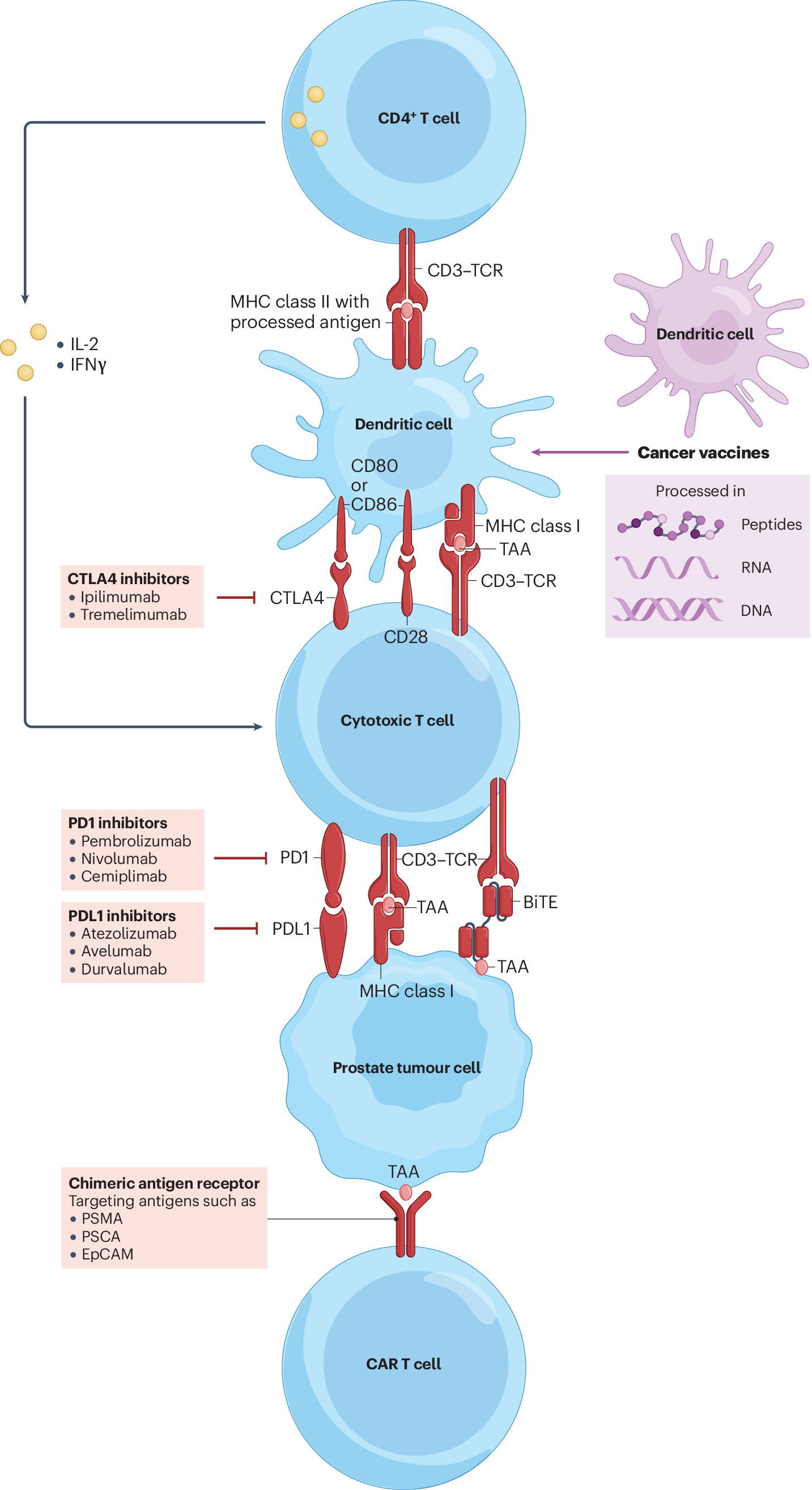 Synergistic targeting strategies for prostate cancer | Nature 