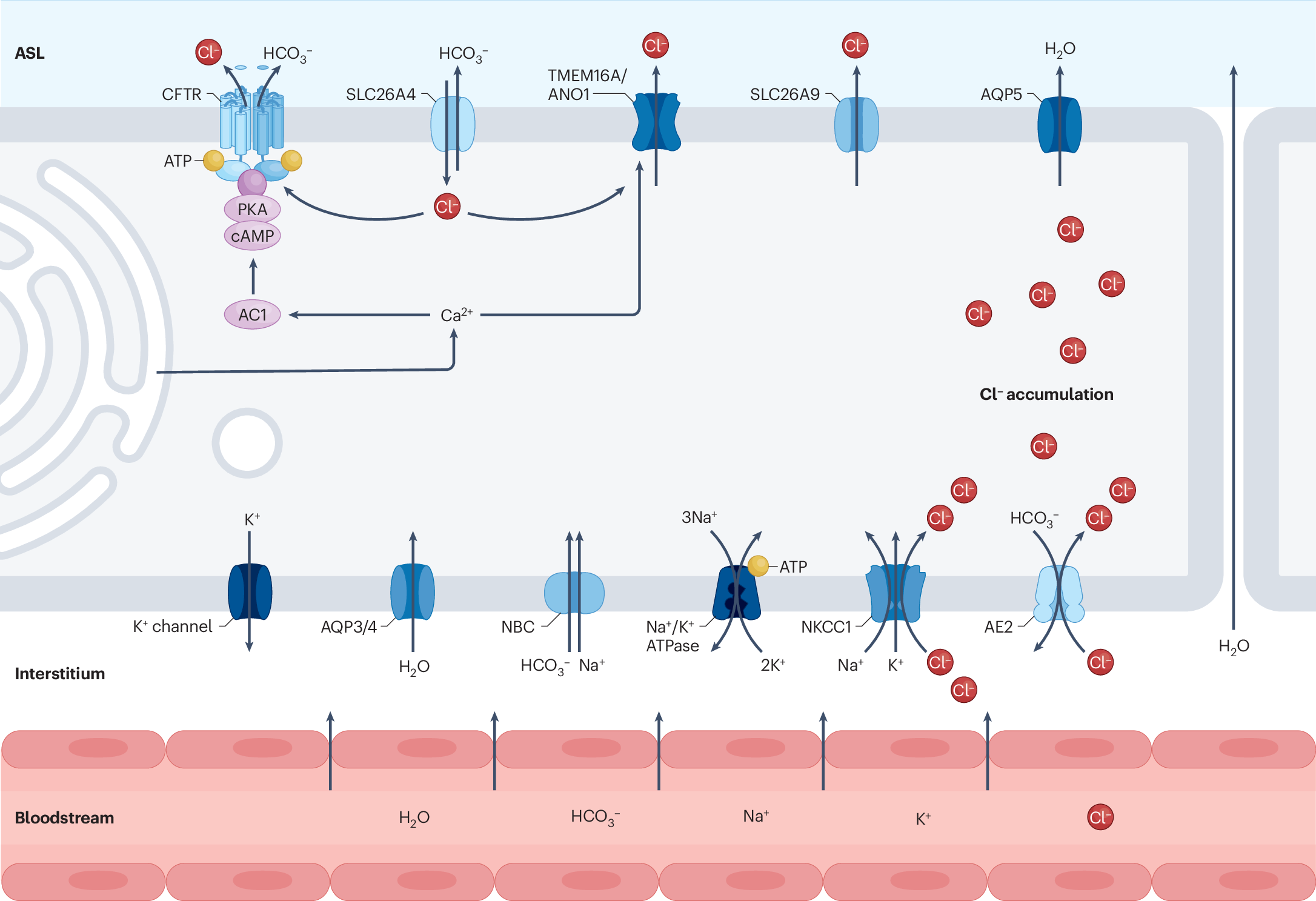 glutathione cause constipation The role of CFTR in spermatogenesis and sperm quality